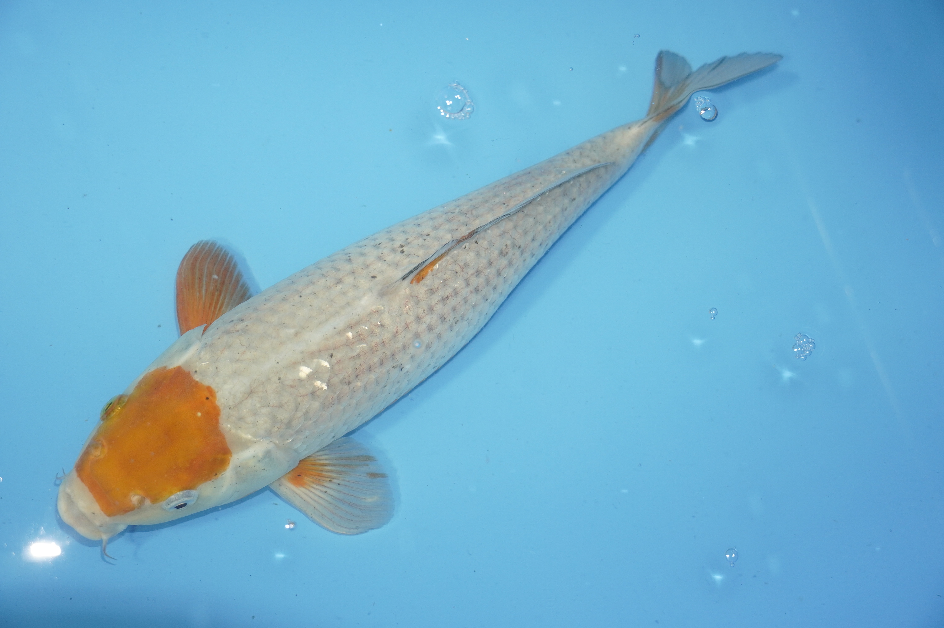 Tancho Ochiba (38cm) von der Kanezo Koi Farm (Japan) IdentNr.: 9360