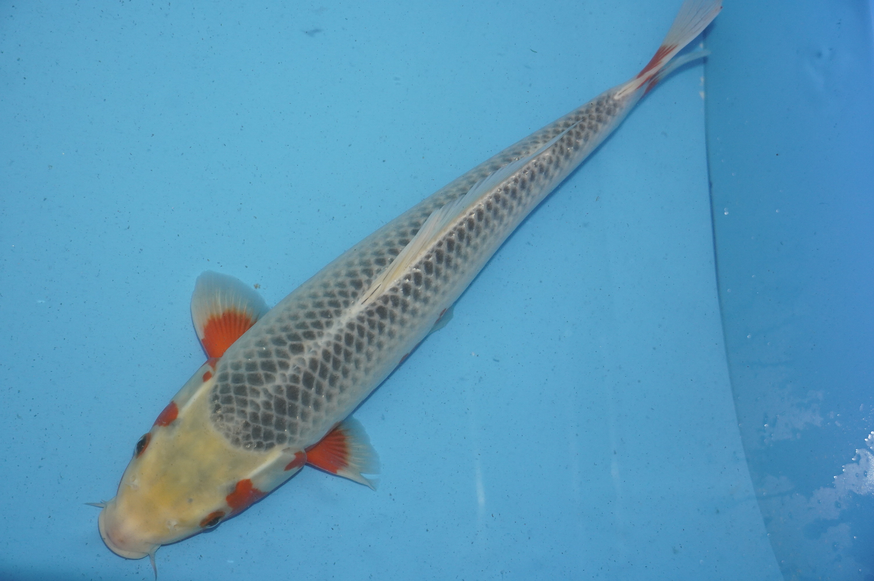 Asagi (39cm) von der Tanaka Takatasu Koifarm (Japan) IdentNr.: 10119