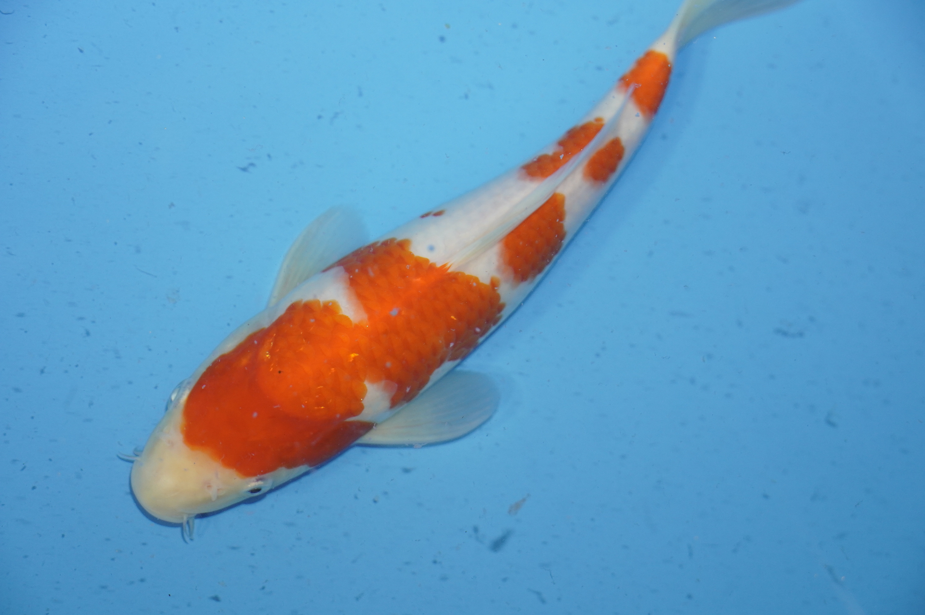 Kohaku (25cm) von der Miyako Koifarm (Japan) IdentNr.: 9808