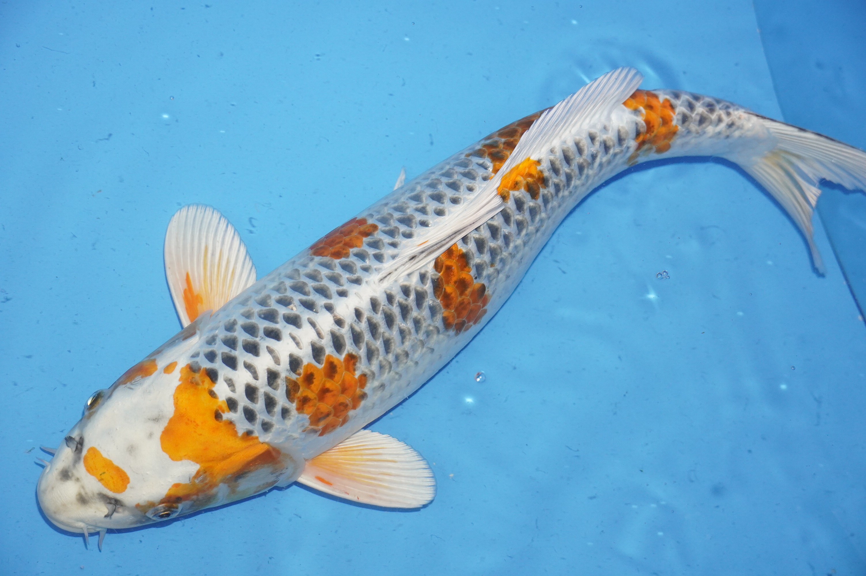 Kujaku (49cm) von der Oofuchi Koi Farm (Japan) IdentNr.: 9887