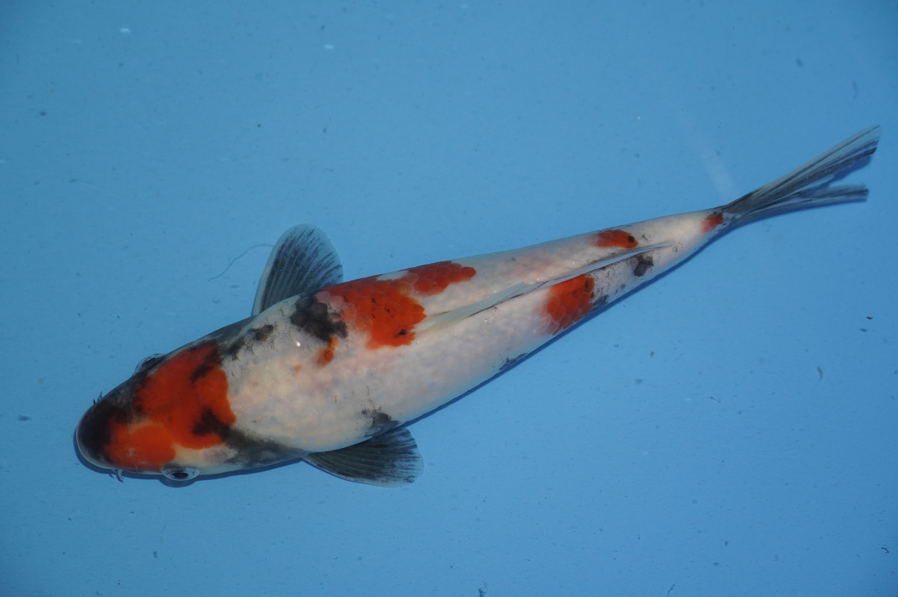 Showa (22cm) von der Yoshino Koi Farm (Japan) IdentNr.: 10063