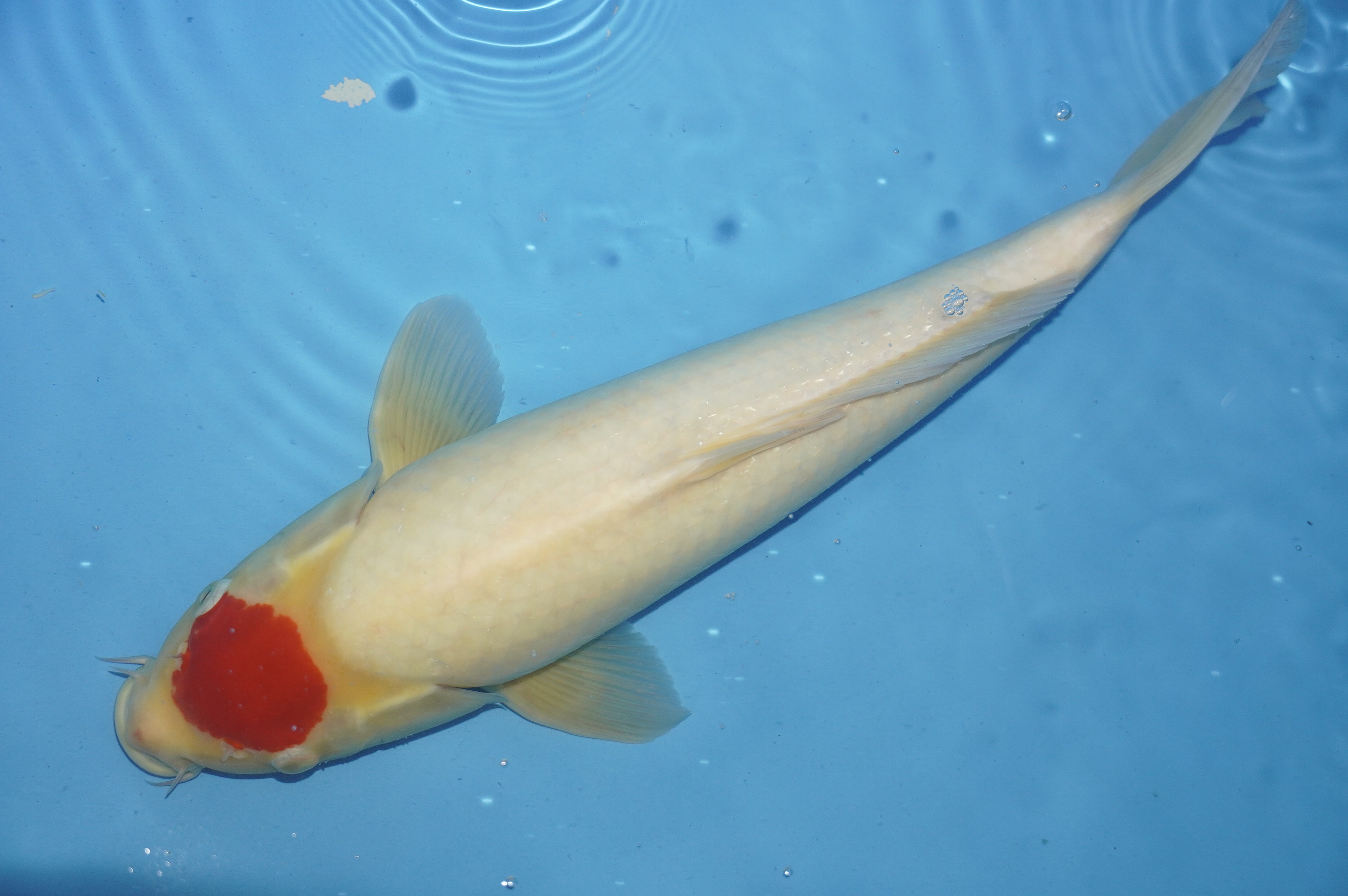 Tancho (40cm) von der Marusei Koi Farm (Hirasawa) (Japan) IdentNr.: 10150