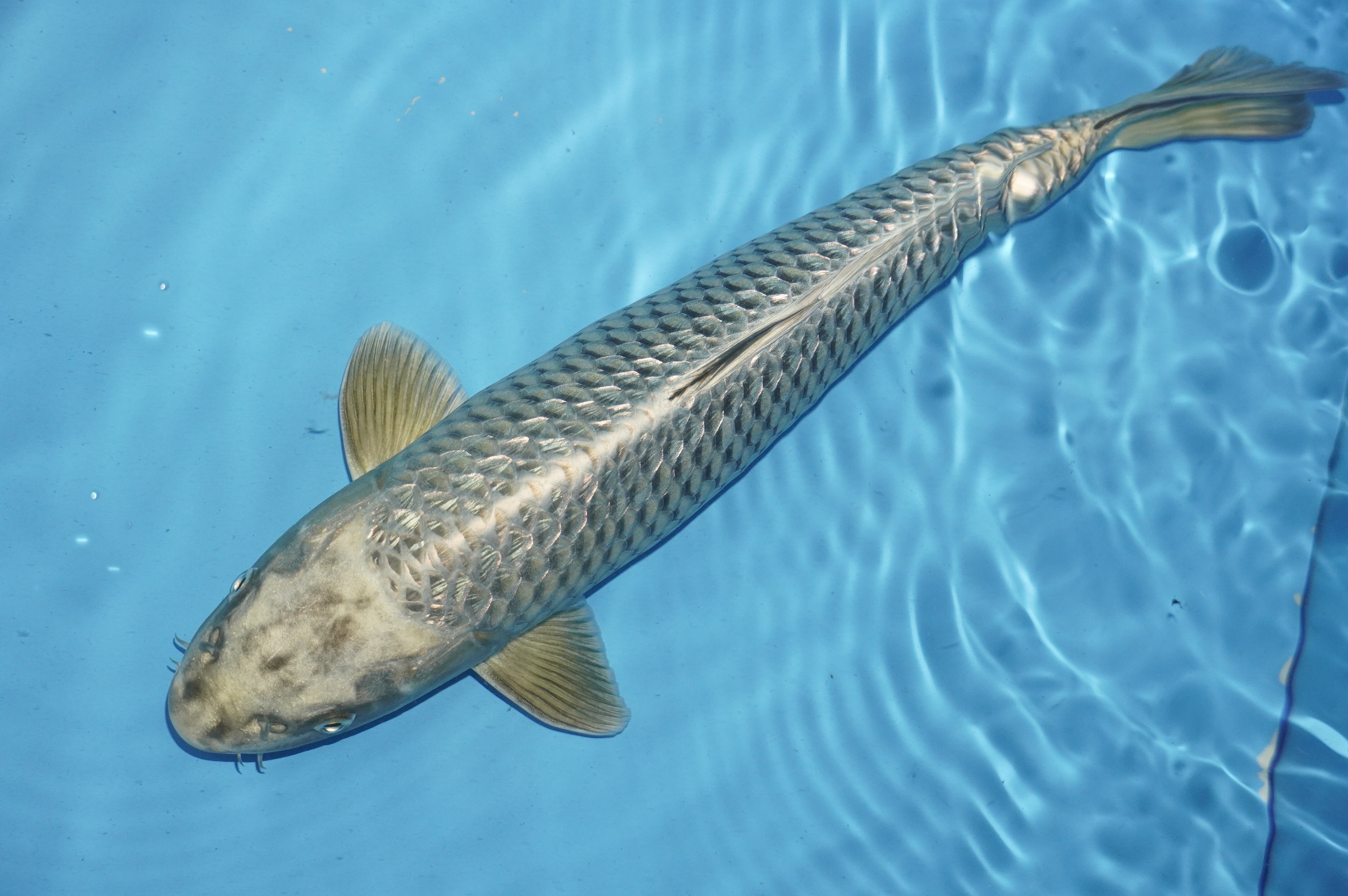 Gin Rin Ginga (41cm) von der Yamasan Koi Farm (Yamazaki) (Japan) IdentNr.: 10245