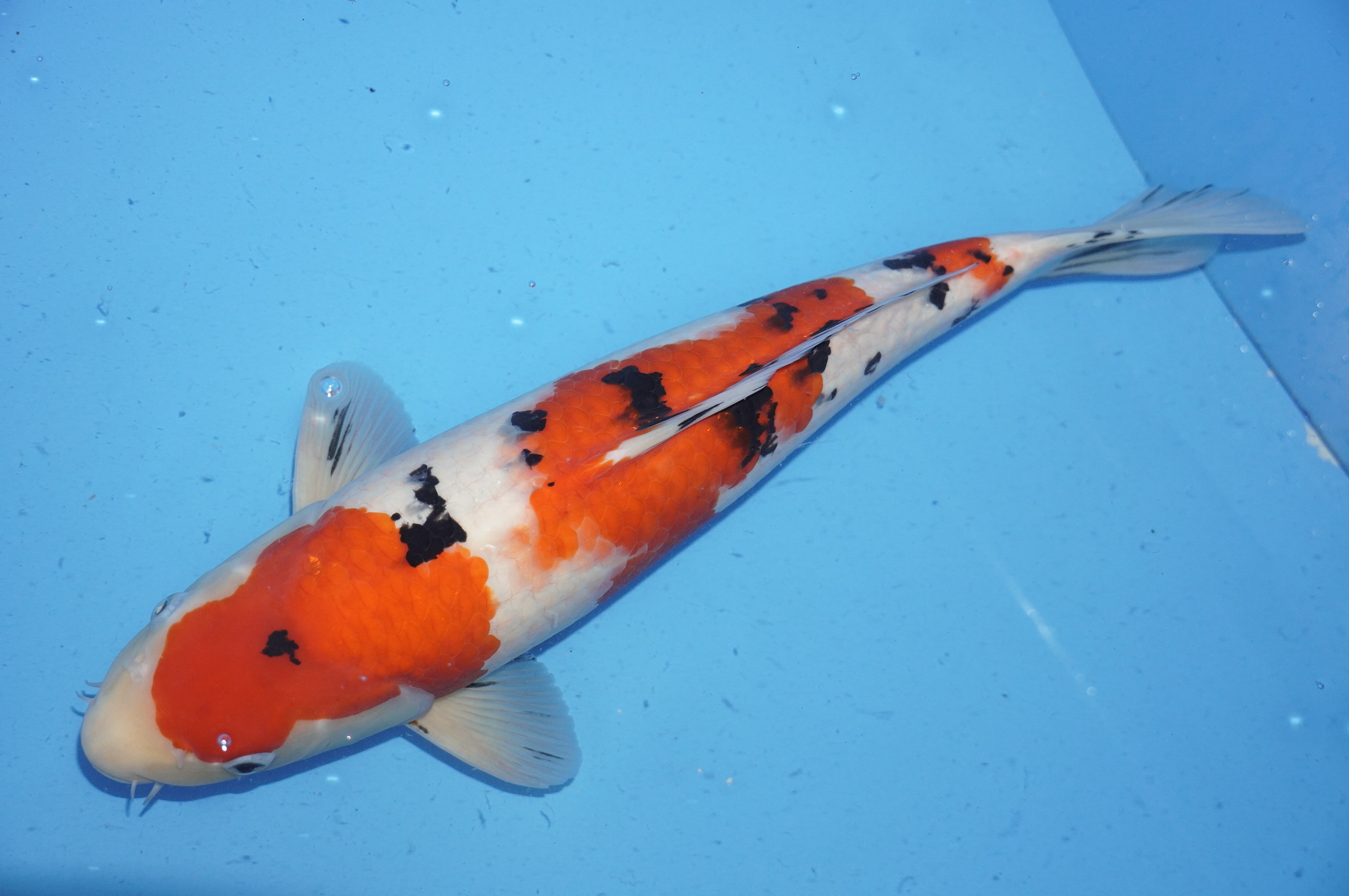 Sanke (41cm) von der Marusho Koi Farm (Japan) IdentNr.: 10019