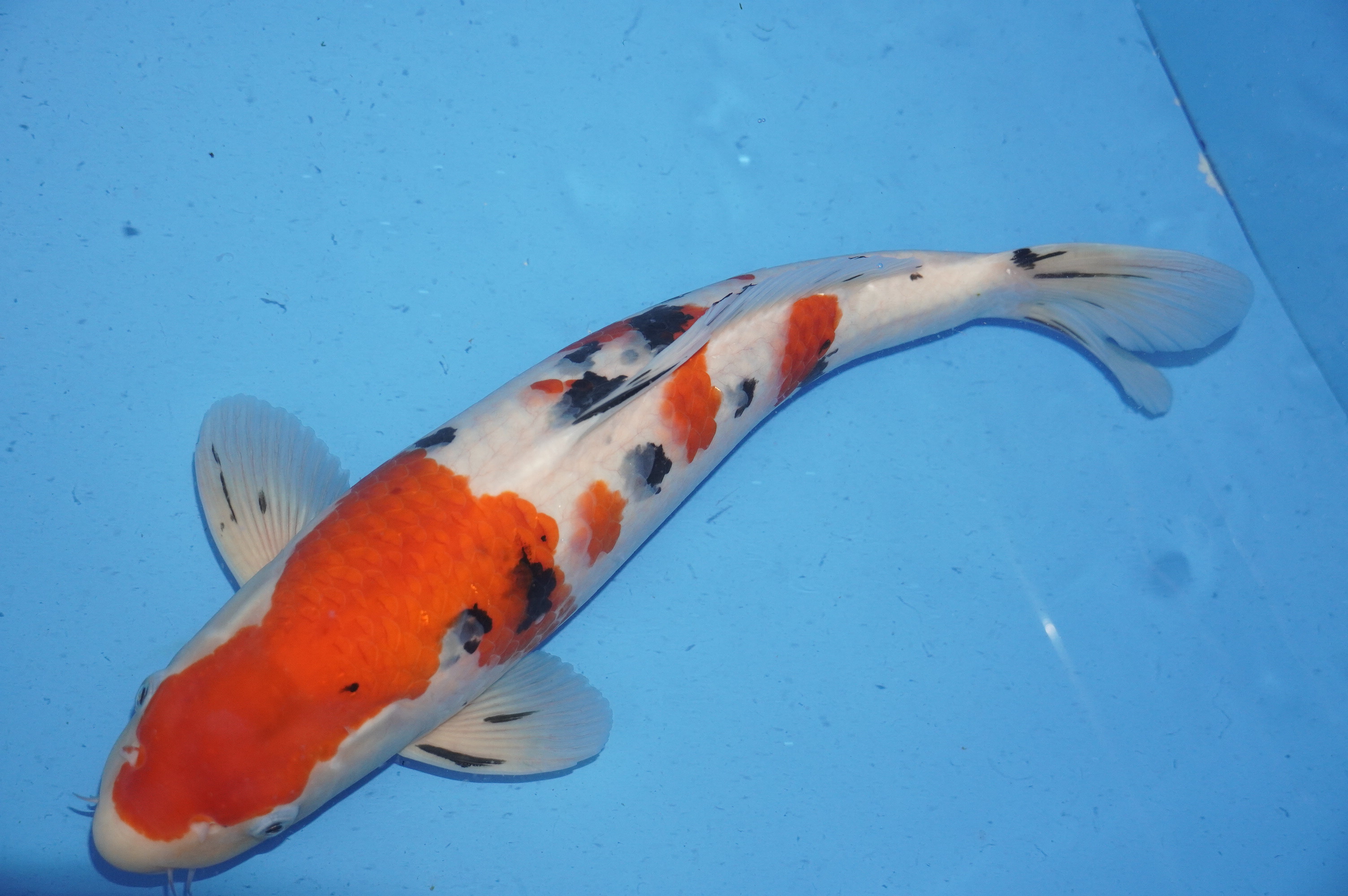 Sanke (44cm) von der Marusho Koi Farm (Japan) IdentNr.: 10021