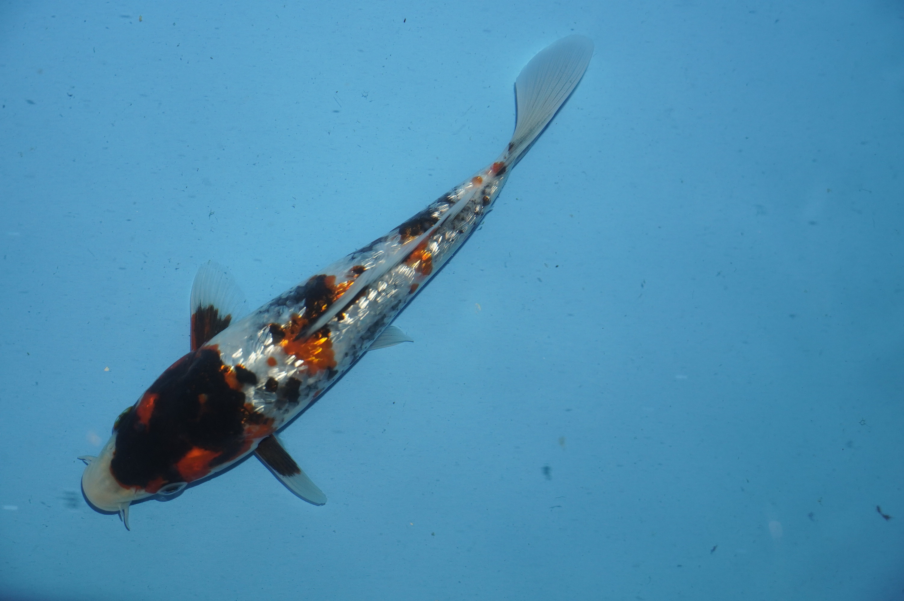 Gin Rin Showa (19cm) von der Miyako Koifarm (Japan) IdentNr.: 10103