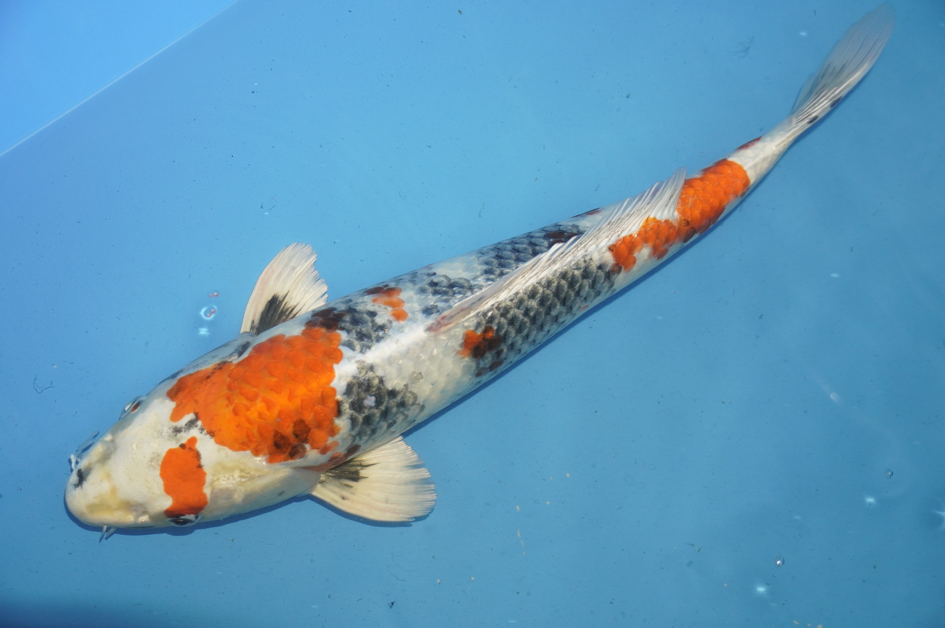 Kin Showa (38cm) von der Mano Koi Farm (Japan) IdentNr.: 10161