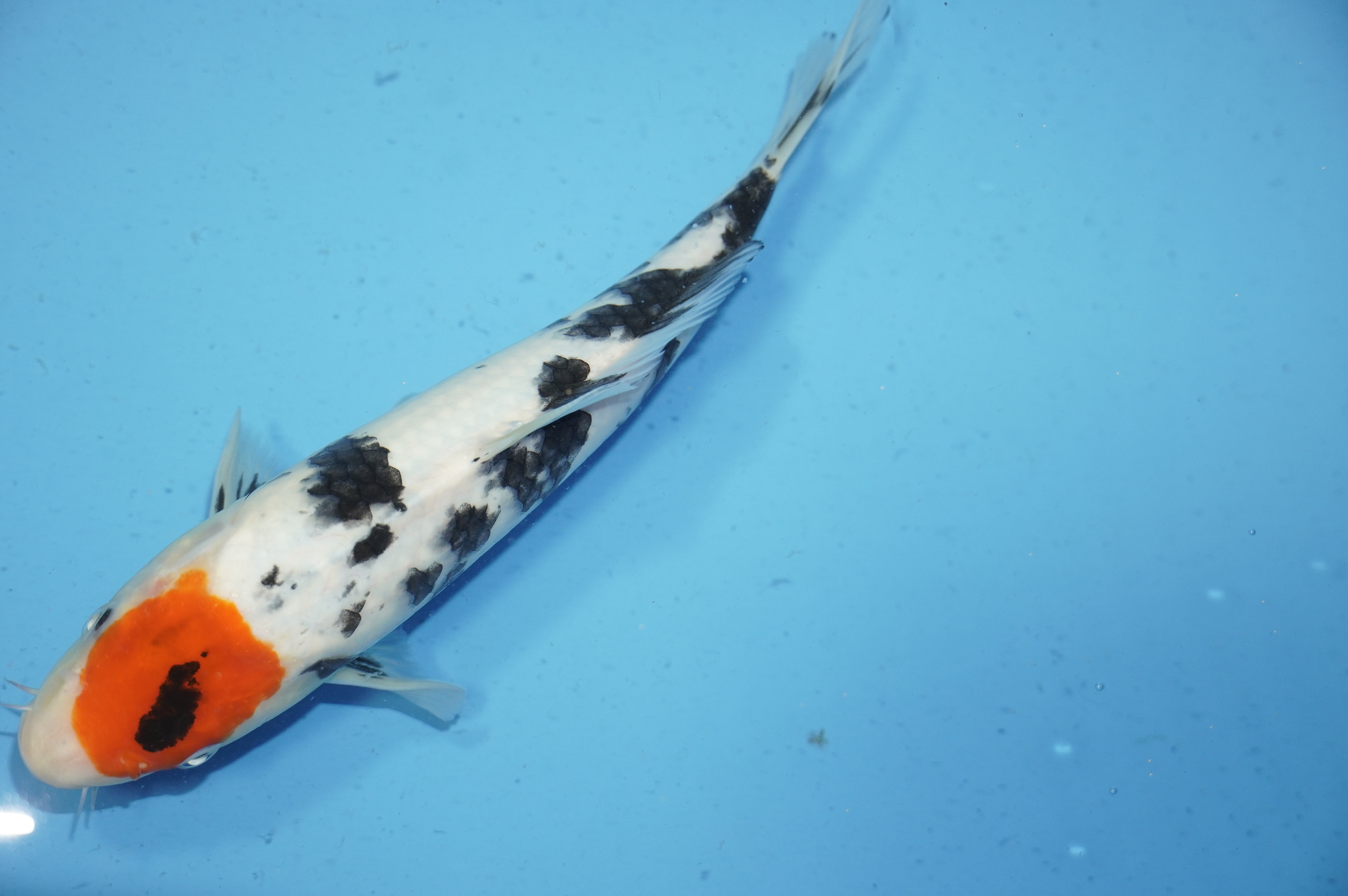 Tancho Sanke (27cm) von der Miyako Koifarm (Japan) IdentNr.: 9791