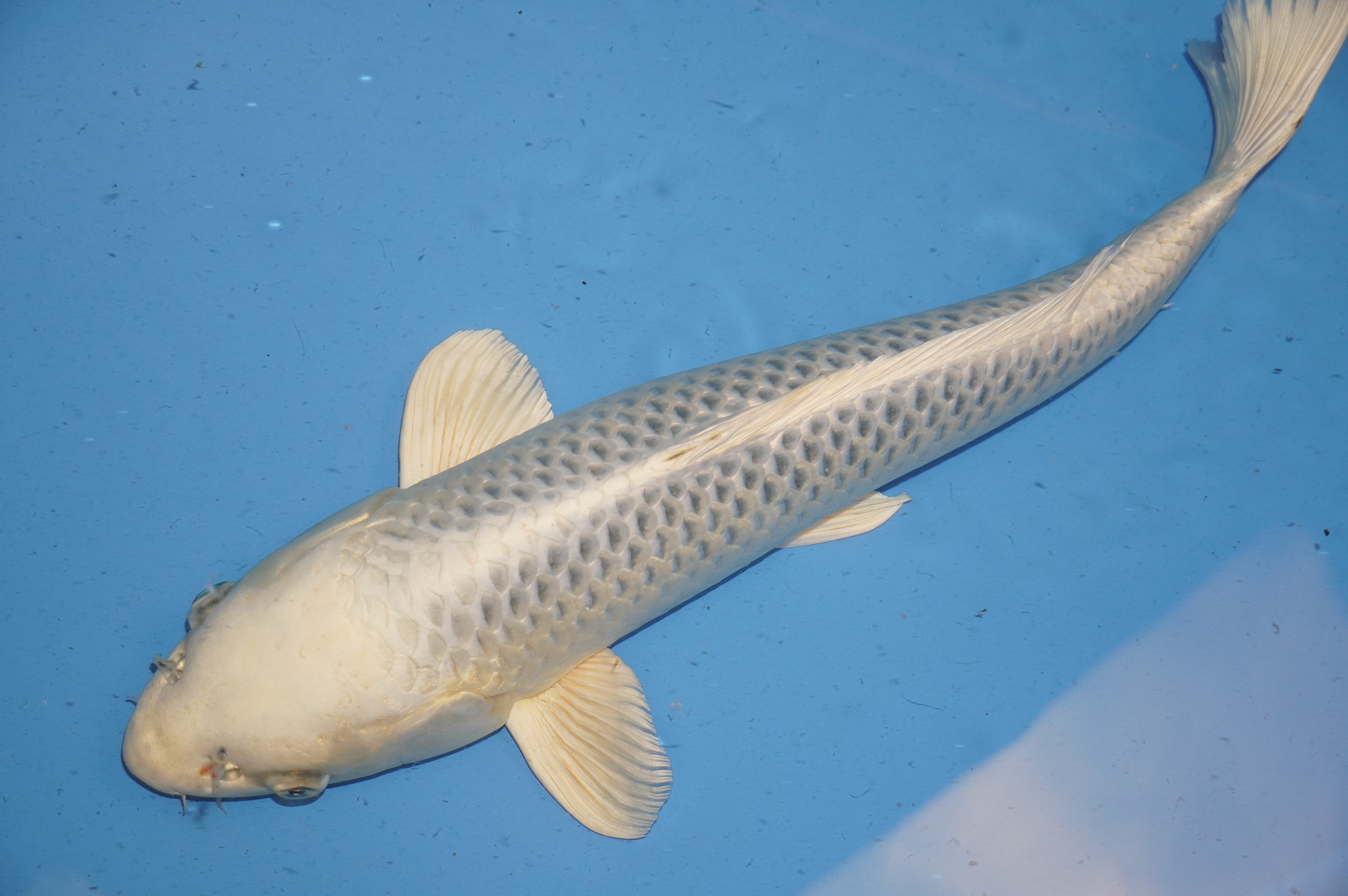 Gin Matsuba (49cm) von der Sakazume Koi Farm (Japan) IdentNr.: 9170