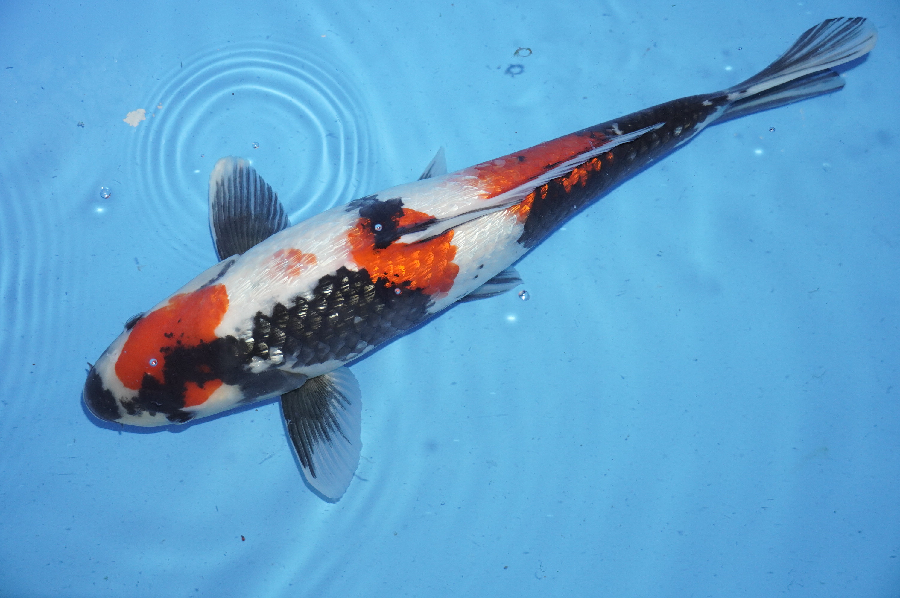 Gin Rin Showa (42cm) von der Koshiji Koi Farm (Kase) (Japan) IdentNr.: 9912