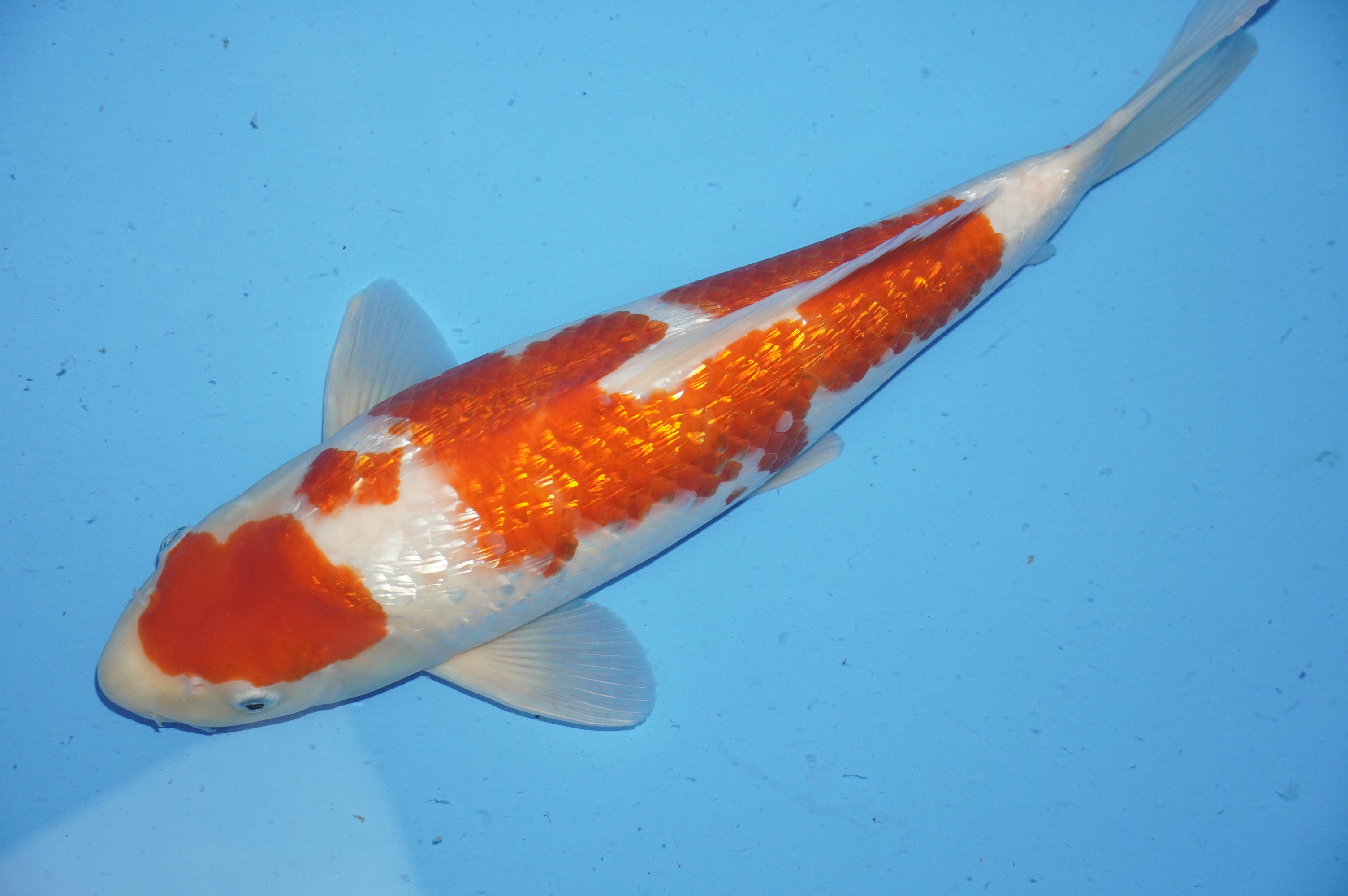 Gin Rin Kohaku (40cm) von der Koda Koifarm (Japan) IdentNr.: 9960