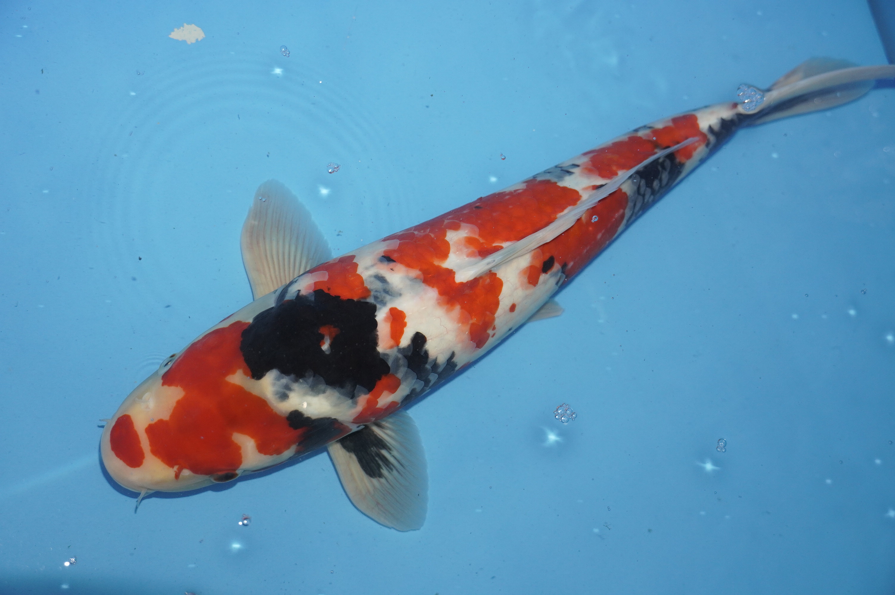 Showa (40cm) von der Marusei Koi Farm (Hirasawa) (Japan) IdentNr.: 10148