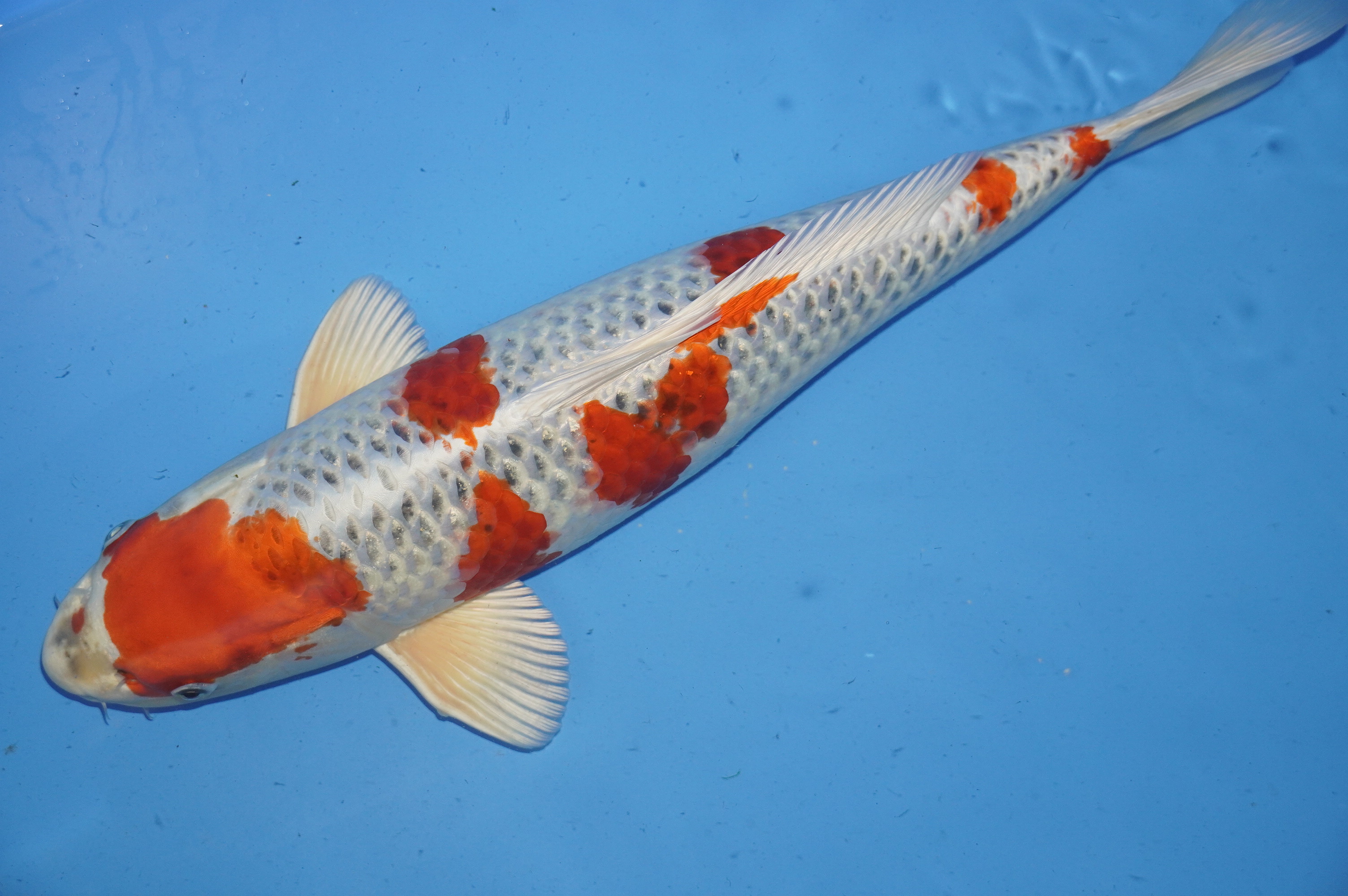 Kujaku (48cm) von der Sakazume Koi Farm (Japan) IdentNr.: 9868