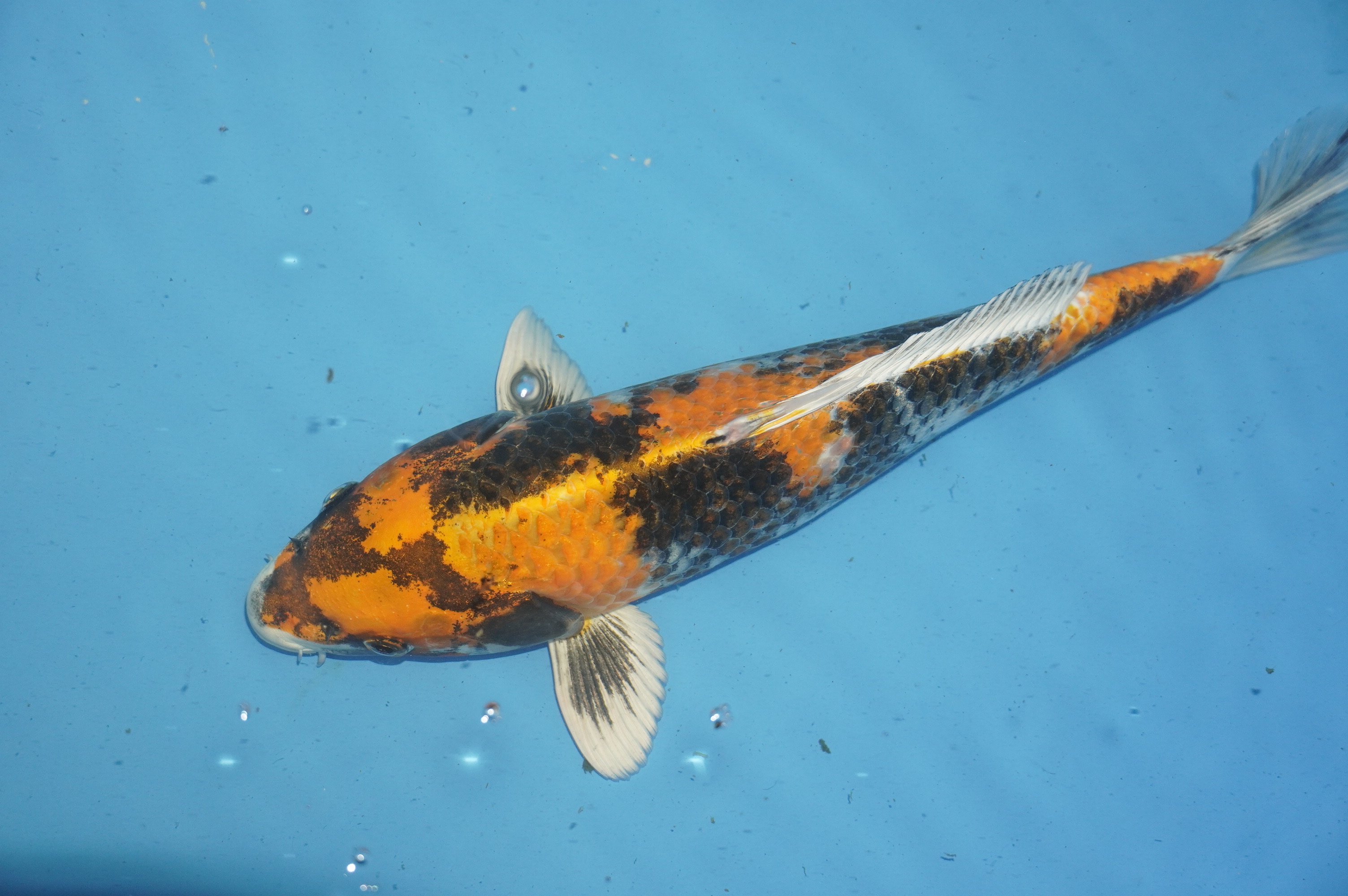 Kin Showa (36cm) von der Mano Koi Farm (Japan) IdentNr.: 10159