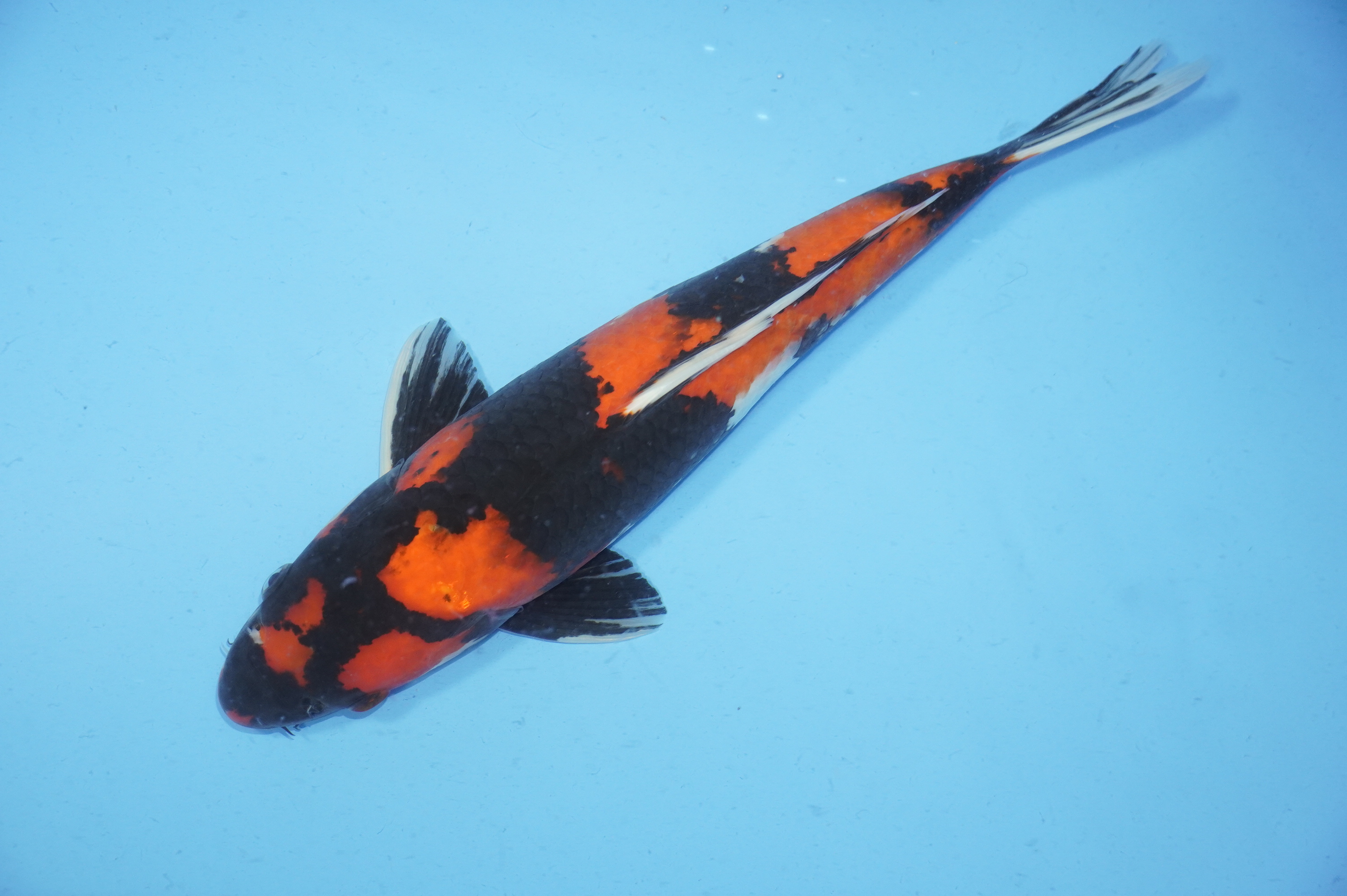 Hi Showa (39cm) von der Marusei Koi Farm (Hirasawa) (Japan) IdentNr.: 9765
