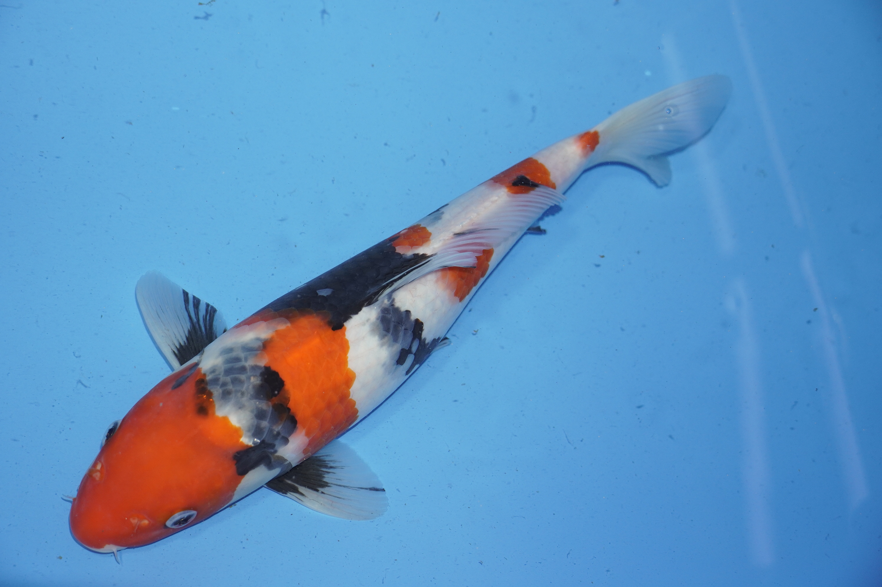 Showa (39cm) von der Miyako Koifarm (Japan) IdentNr.: 9655