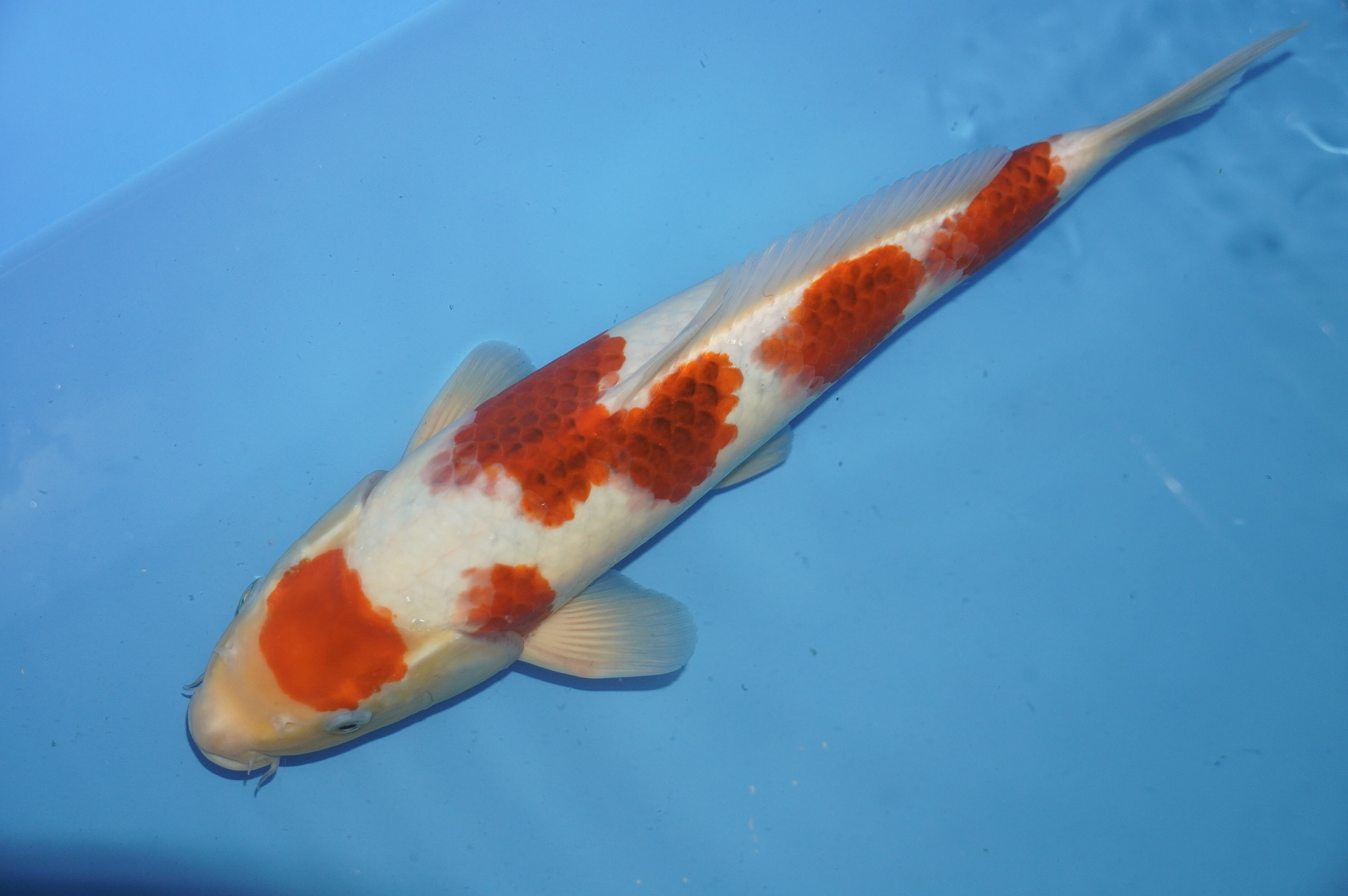 Goromo (37cm) von der Kanno Koifarm (Japan) IdentNr.: 10184