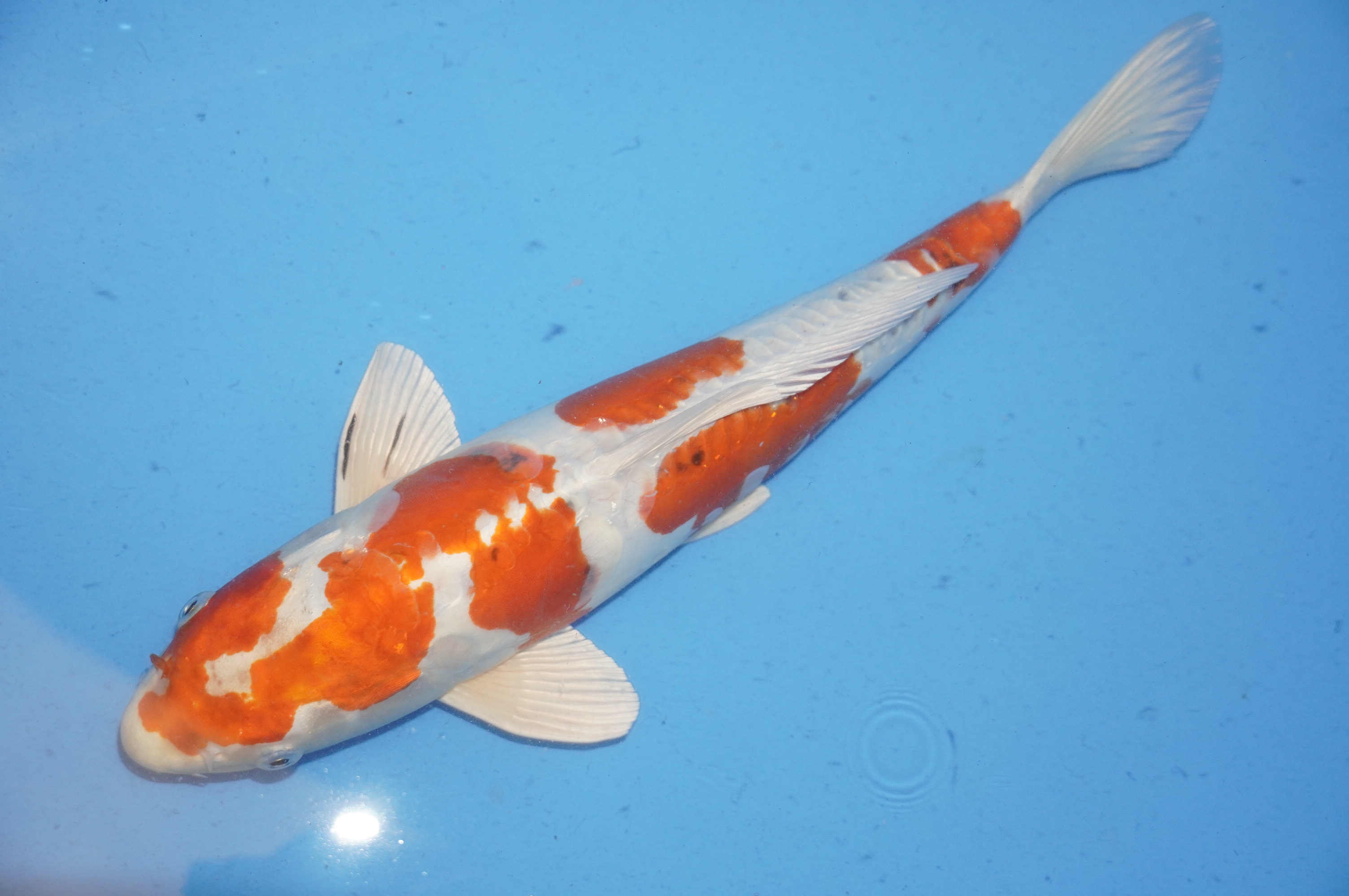 Yamatonishiki (40cm) von der Miyako Koifarm (Japan) IdentNr.: 9635