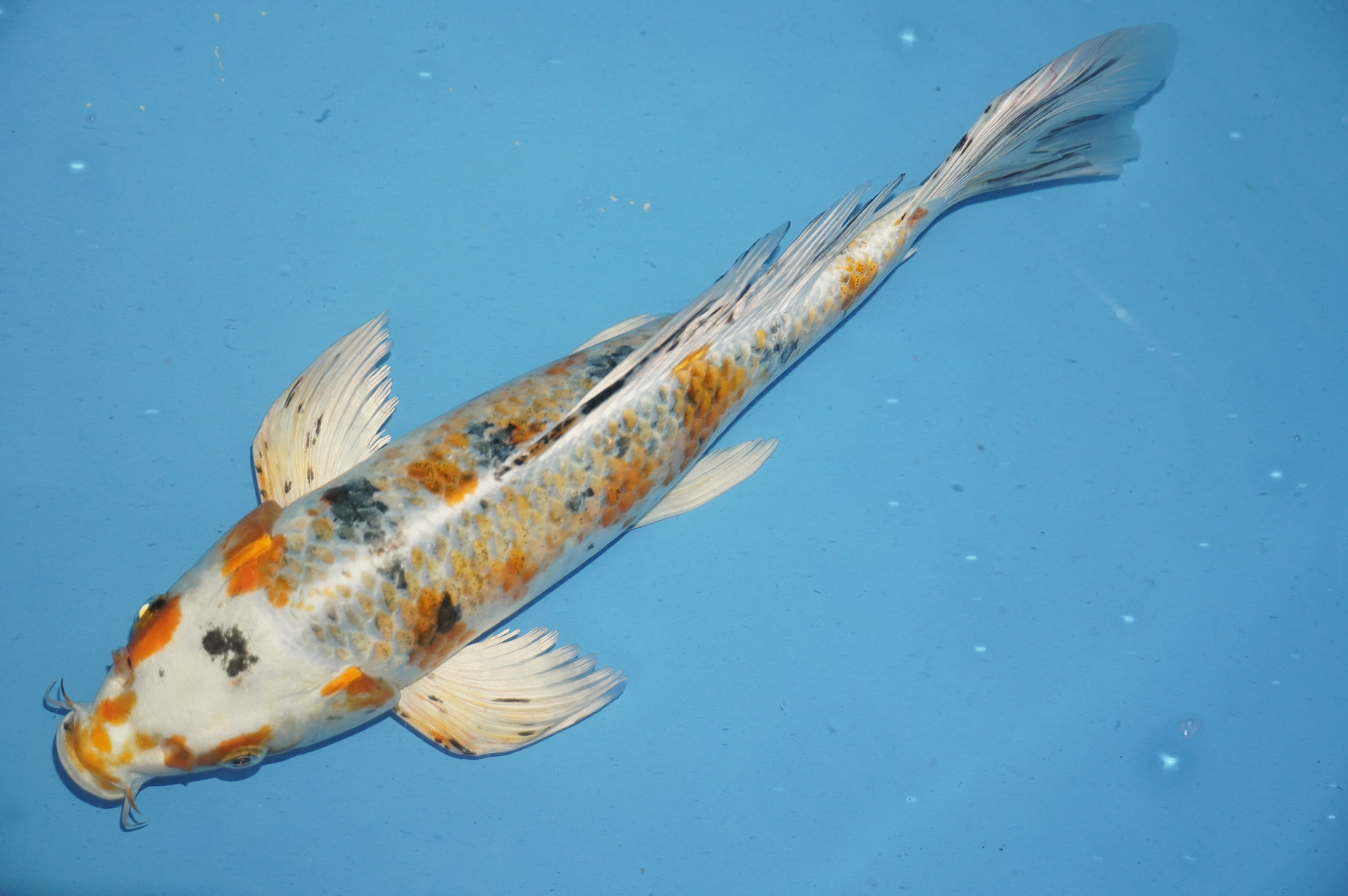 Butterfly Yamatonishiki (36cm) von der Yamasan Koi Farm (Yamazaki) (Japan) IdentNr.: 10263
