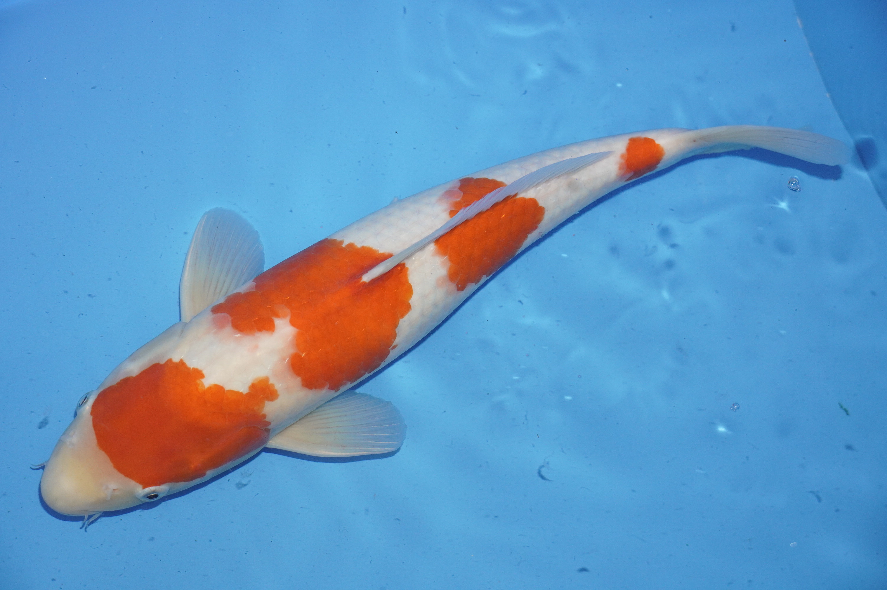 Kohaku (40cm) von der Mano Koi Farm (Japan) IdentNr.: 10002