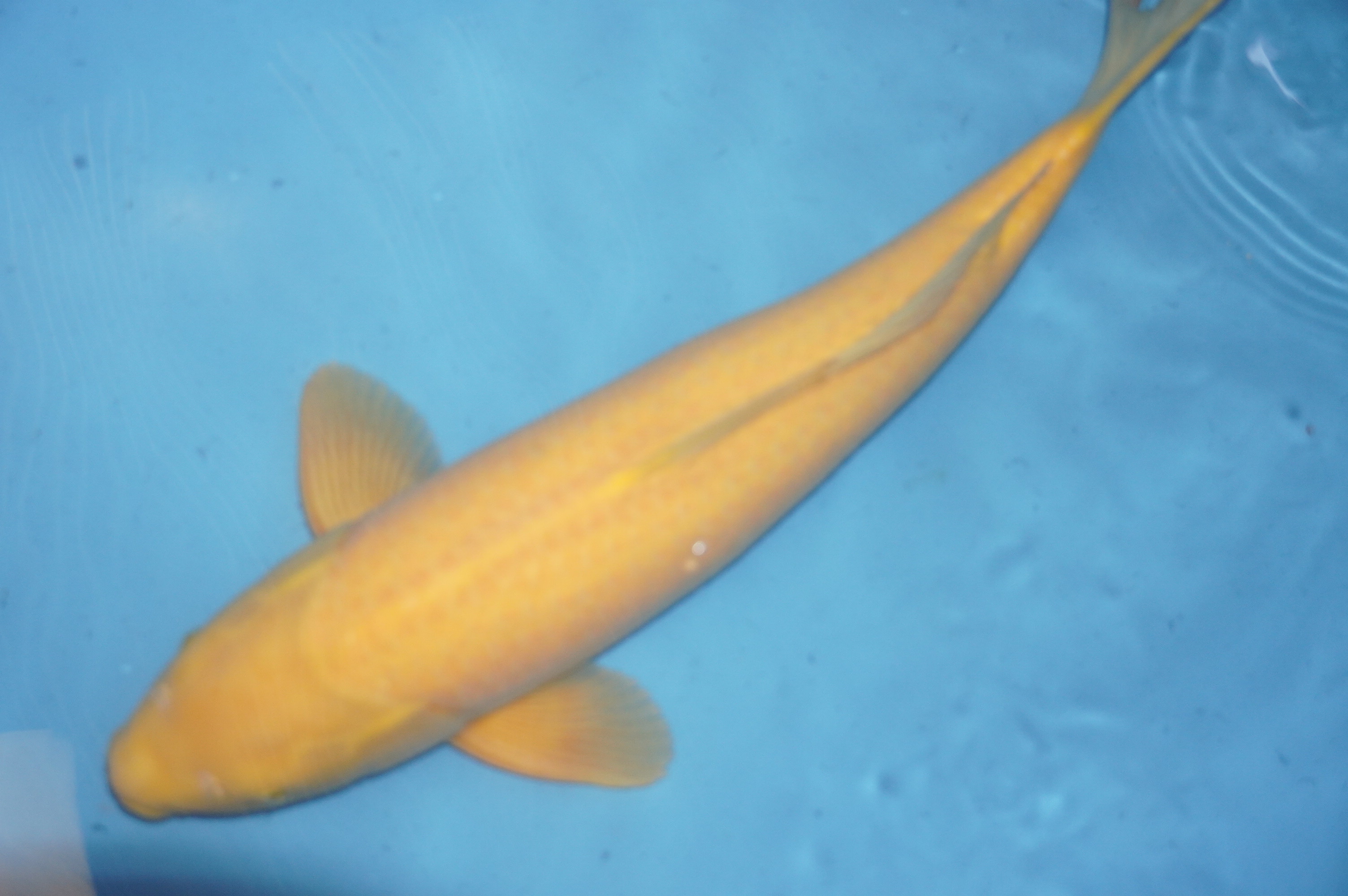 Karashigoi (56cm) von der Yamasan Koi Farm (Yamazaki) (Japan) IdentNr.: 7960