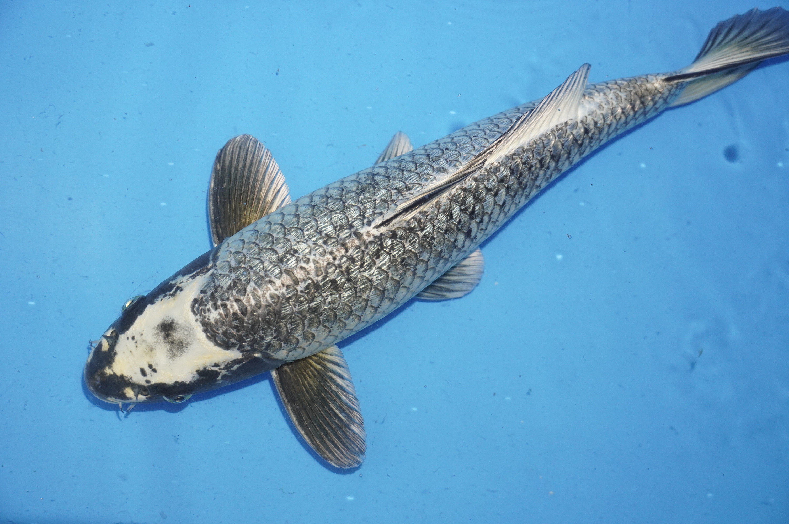 Gin Rin Ginga (44cm) von der Ozumi Ikarashi Koi Farm (Japan) IdentNr.: 9939