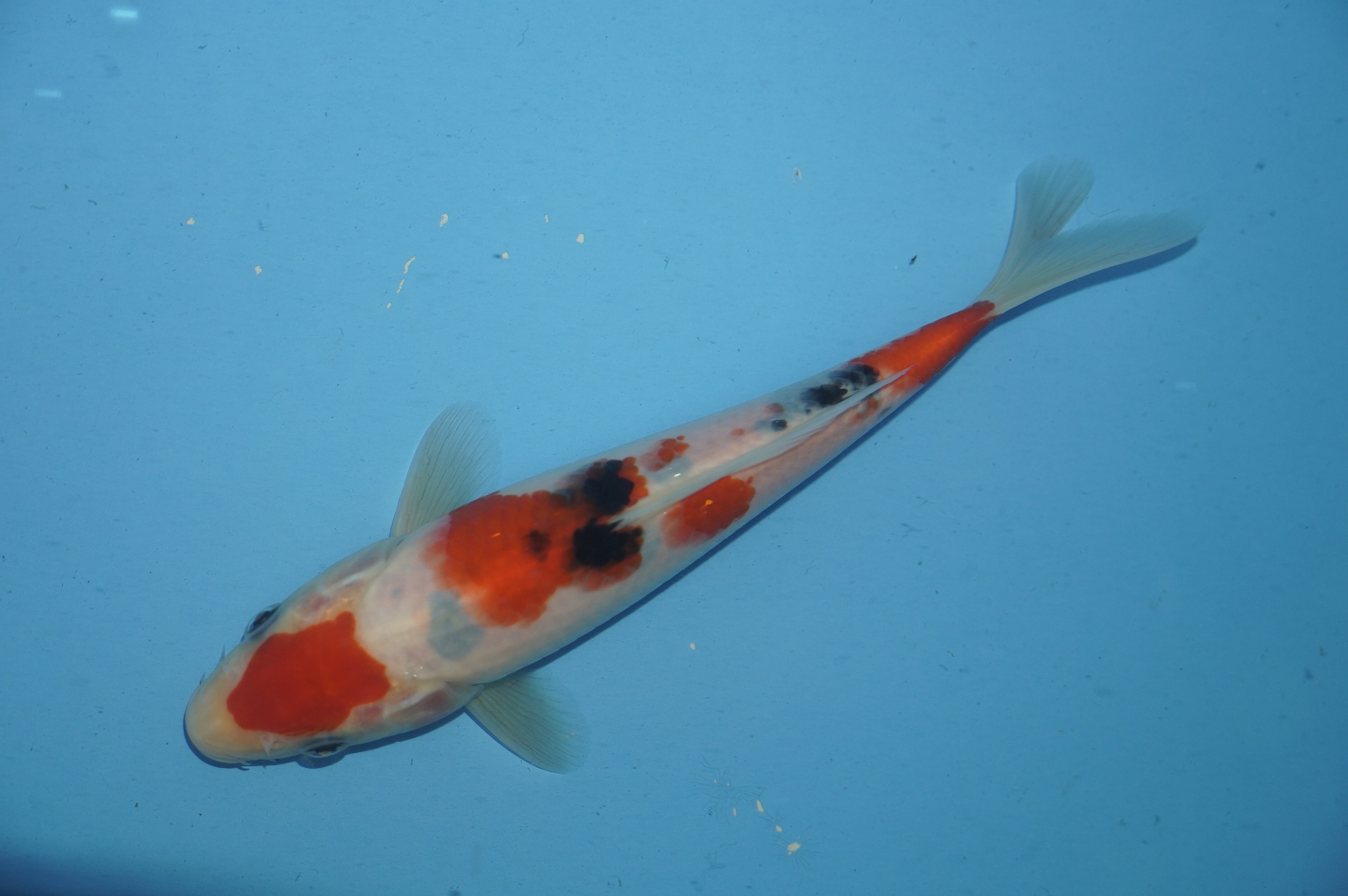 Sanke (20cm) von der Miyako Koifarm (Japan) IdentNr.: 10112