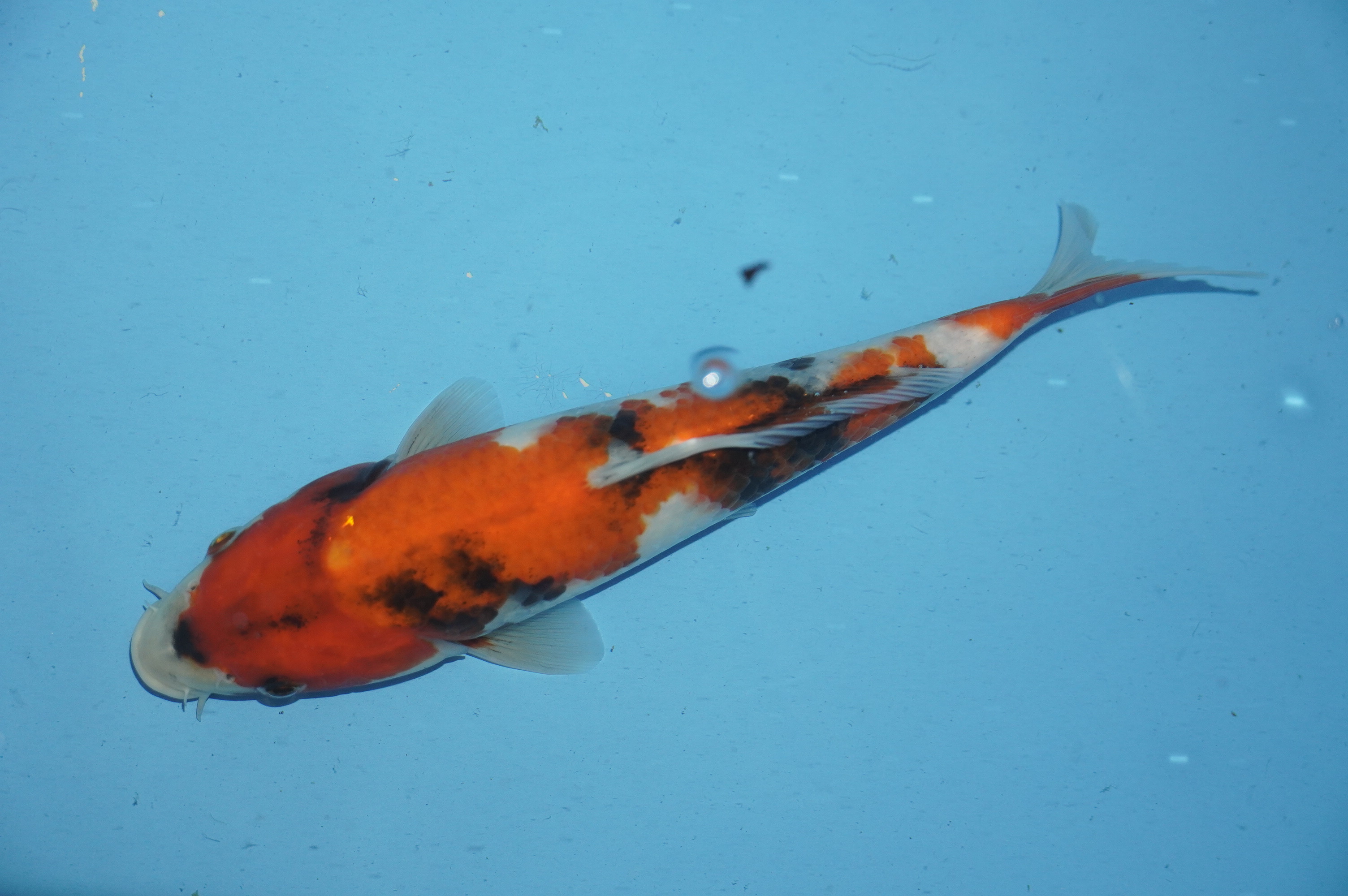 Showa (25cm) von der Miyako Koifarm (Japan) IdentNr.: 10090