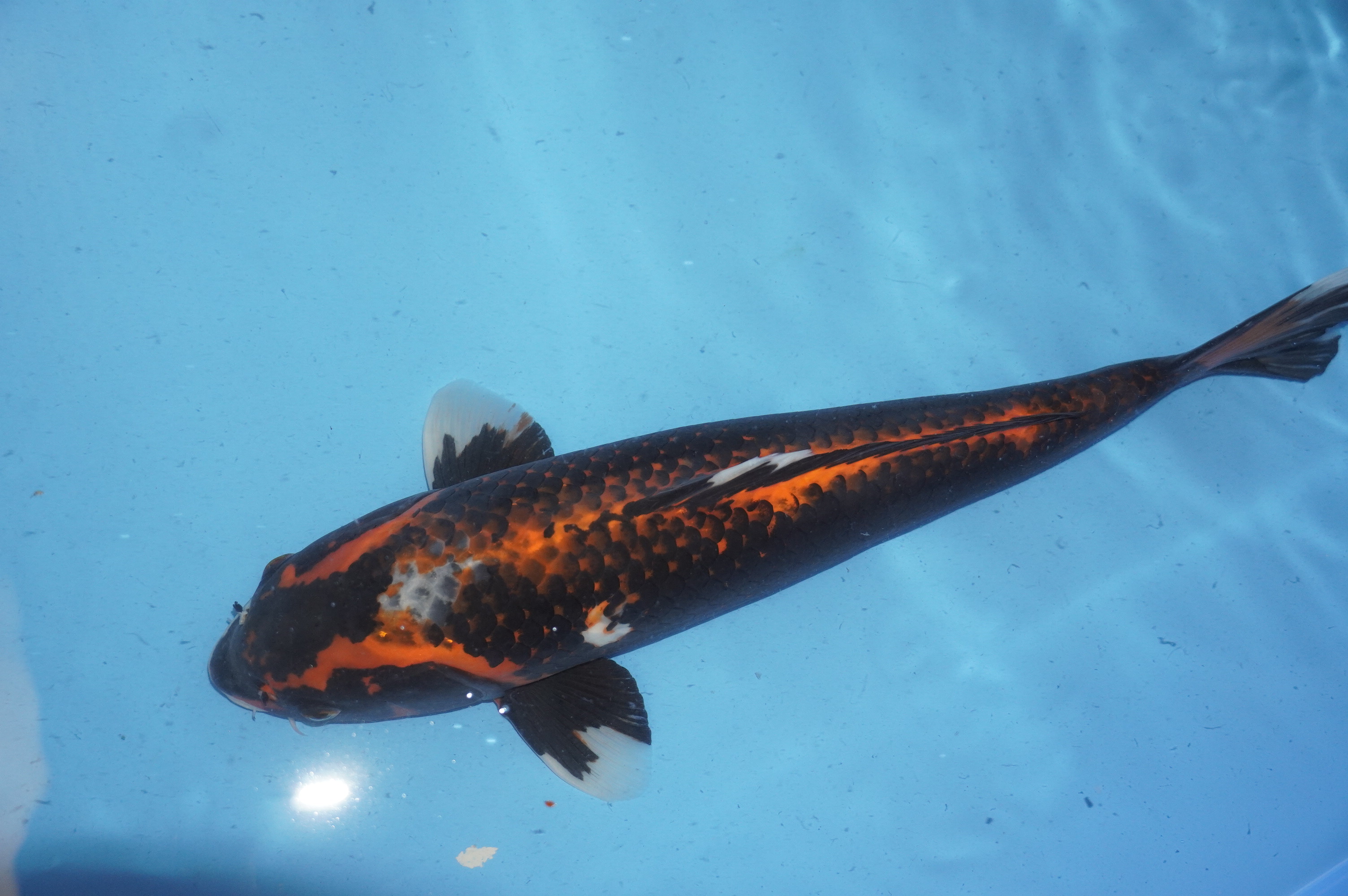 Kawarimono (47cm) von der Oofuchi Koi Farm (Japan) IdentNr.: 9675