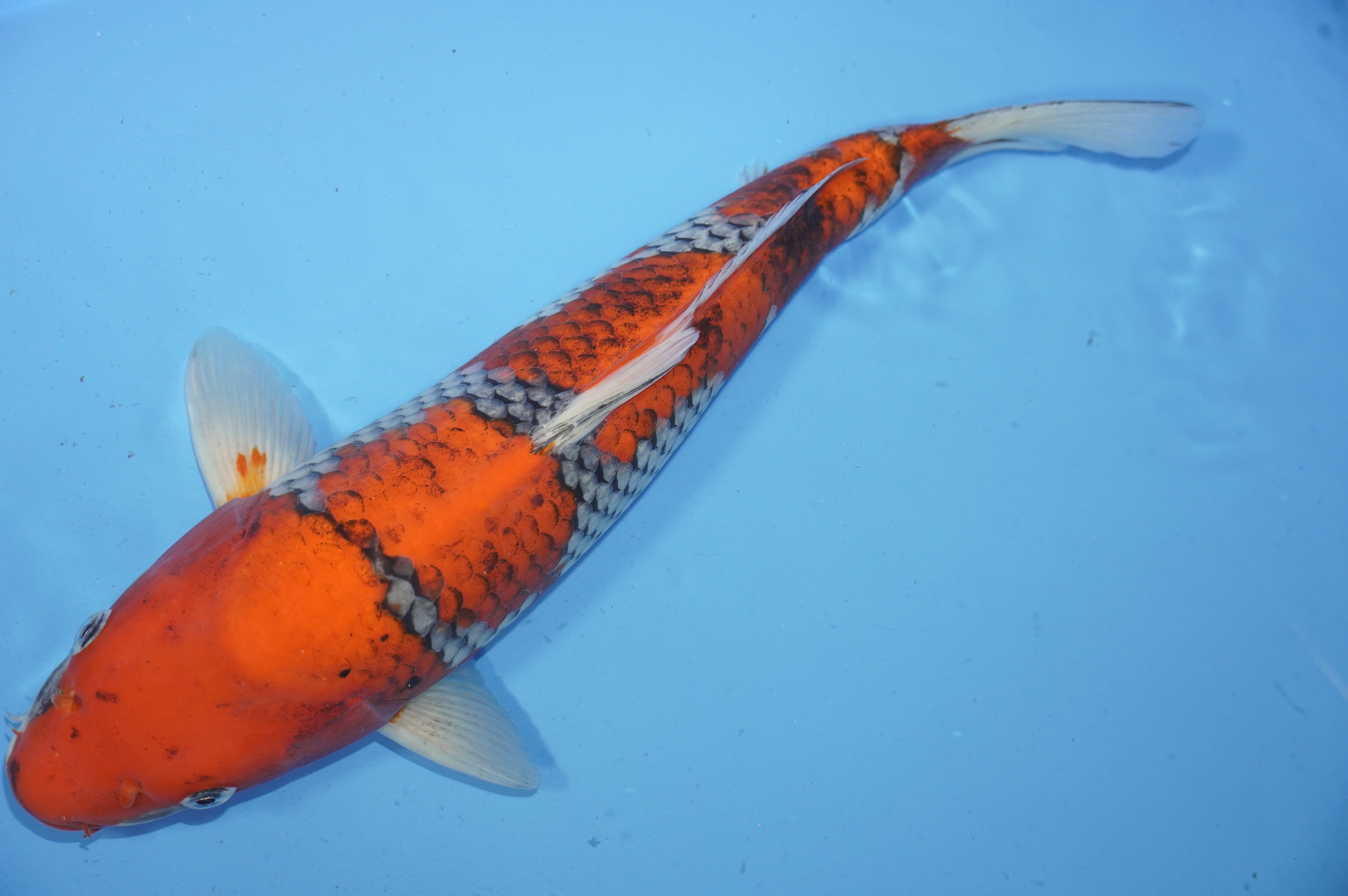 Goshiki (42cm) von der Miyako Koifarm (Japan) IdentNr.: 9656