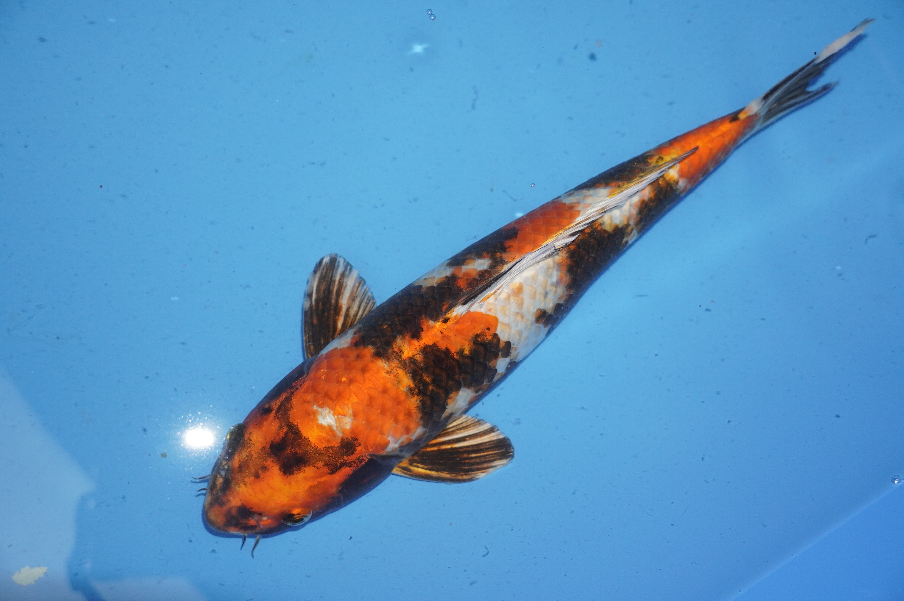 Kin Showa (37cm) von der Koda Koifarm (Japan) IdentNr.: 9968