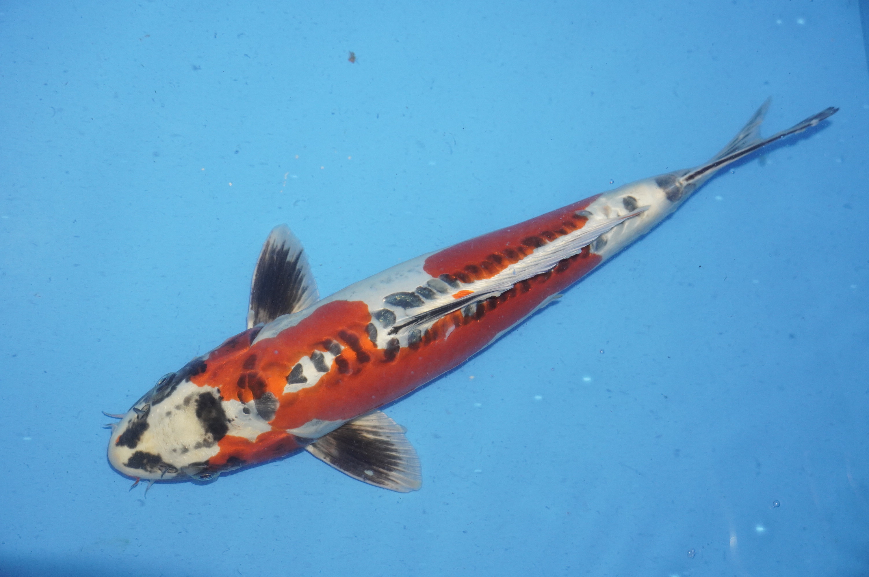 Doitsu Kujaku (37cm) von der Ozumi Ikarashi Koi Farm (Japan) IdentNr.: 9944