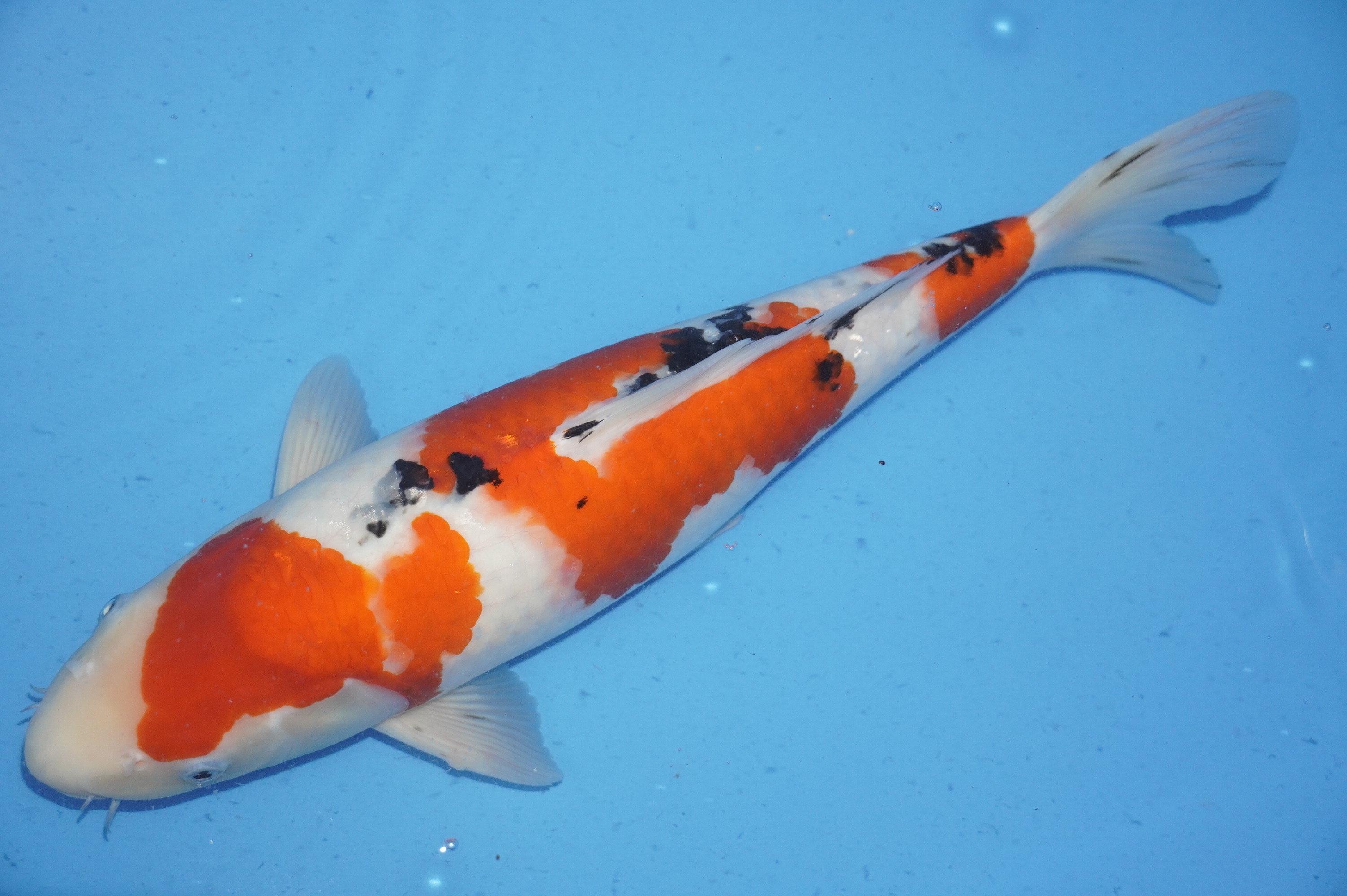Sanke (43cm) von der Marusho Koi Farm (Japan) IdentNr.: 10020
