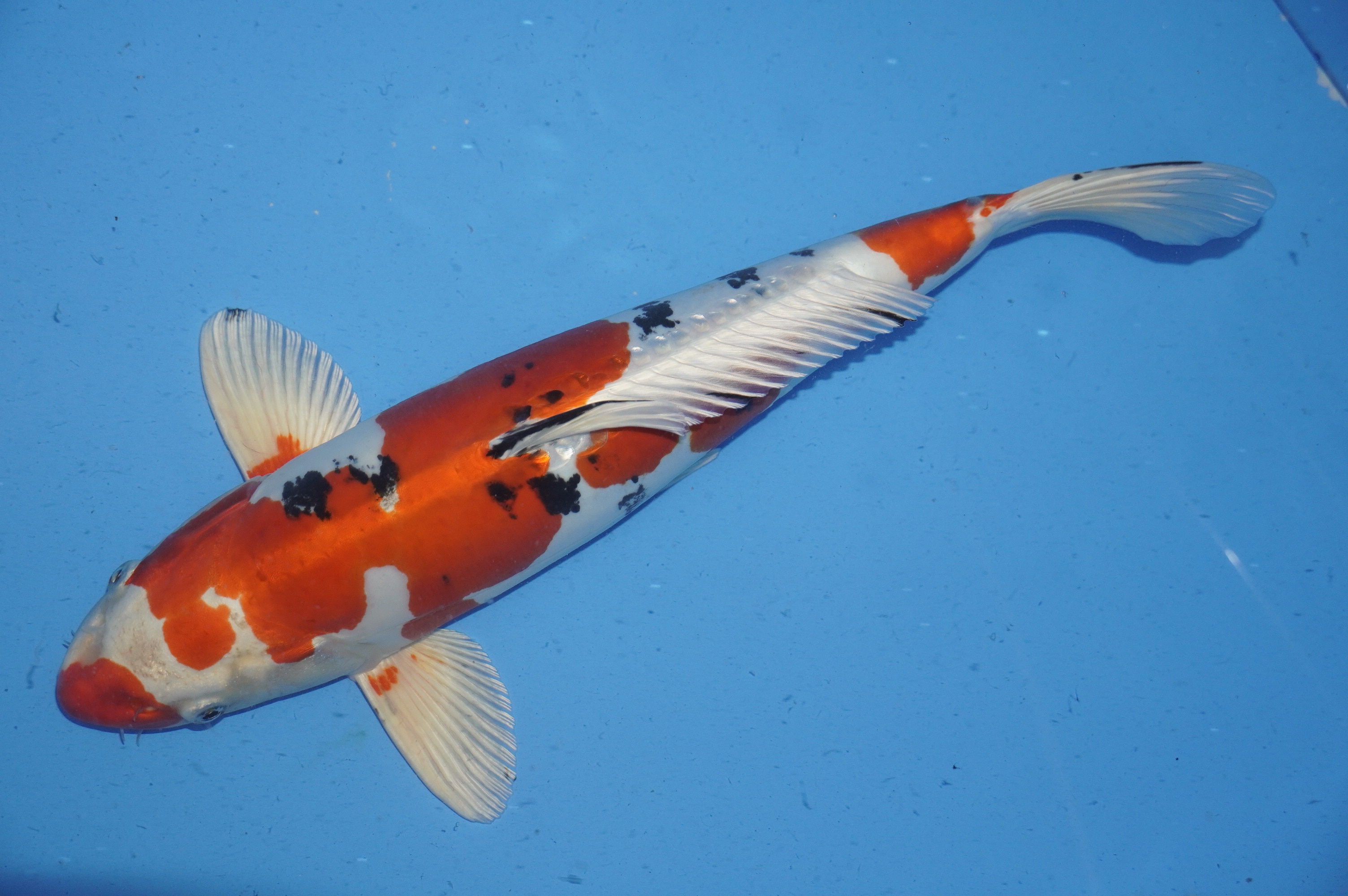Yamatonishiki (42cm) von der Sakazume Koi Farm (Japan) IdentNr.: 9870