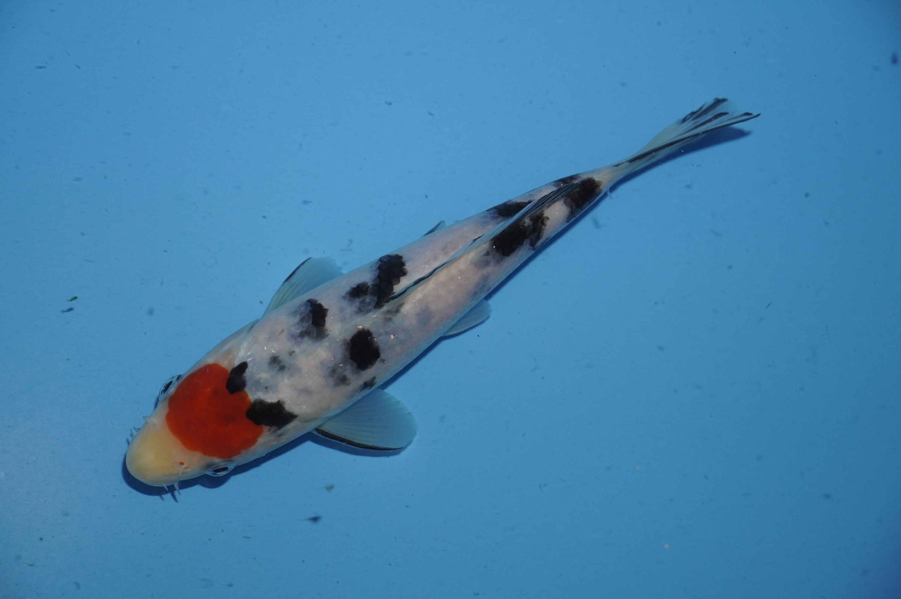Tancho Sanke (21cm) von der Yoshino Koi Farm (Japan) IdentNr.: 10049