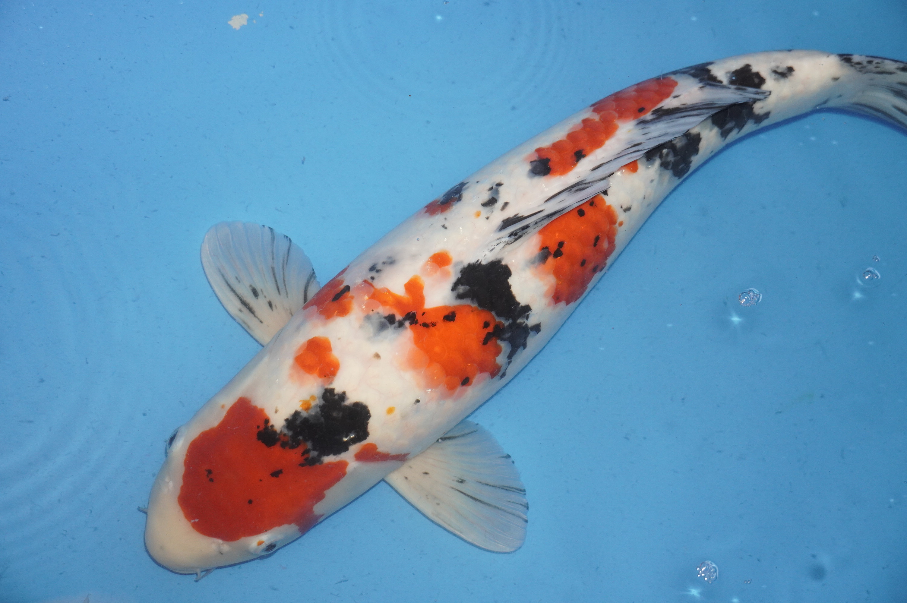 Sanke (56cm) von der Oofuchi Koi Farm (Japan) IdentNr.: 8852
