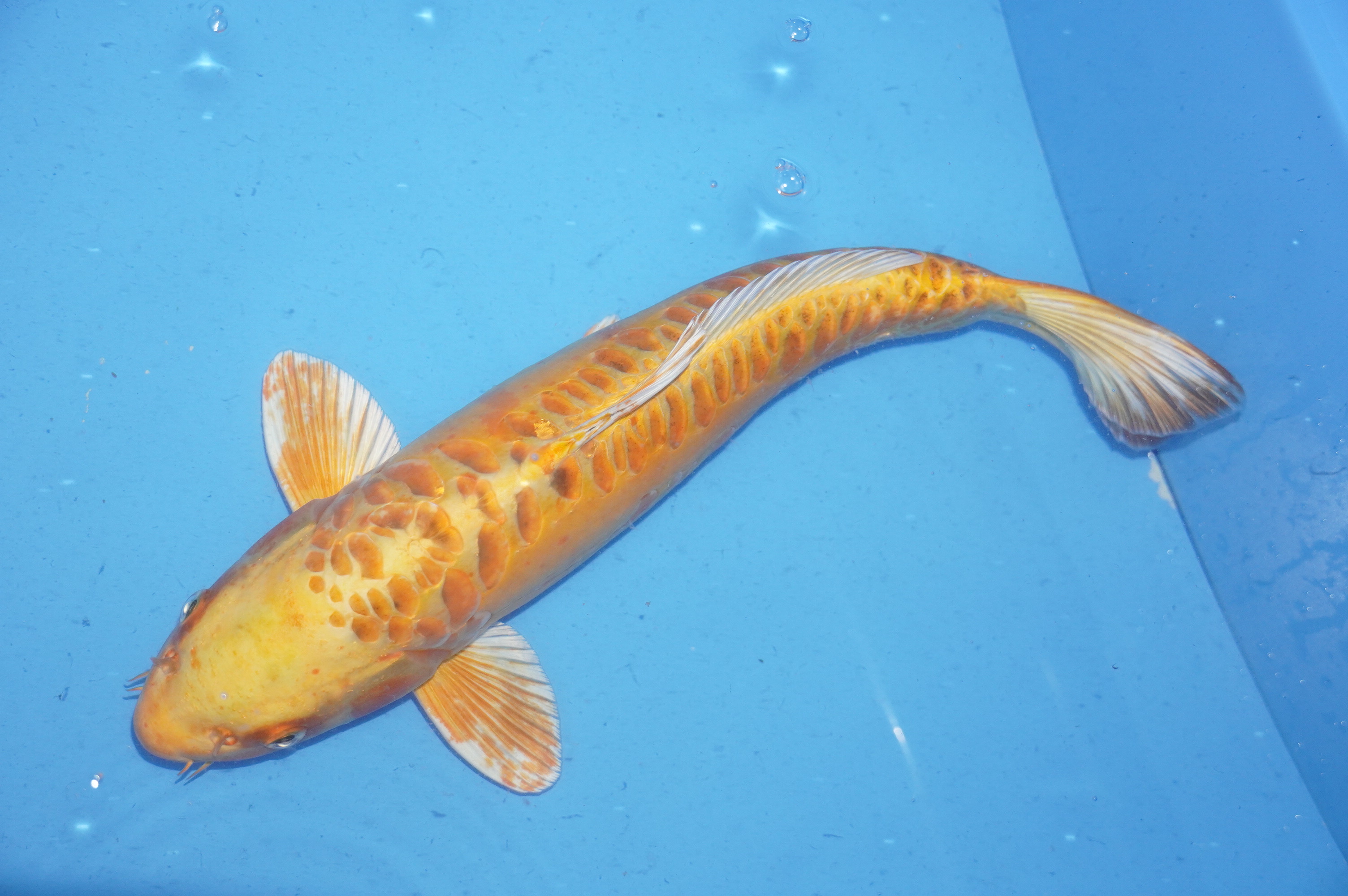 Doitsu Yamabuki Ogon (37cm) von der Ozumi Ikarashi Koi Farm (Japan) IdentNr.: 9942