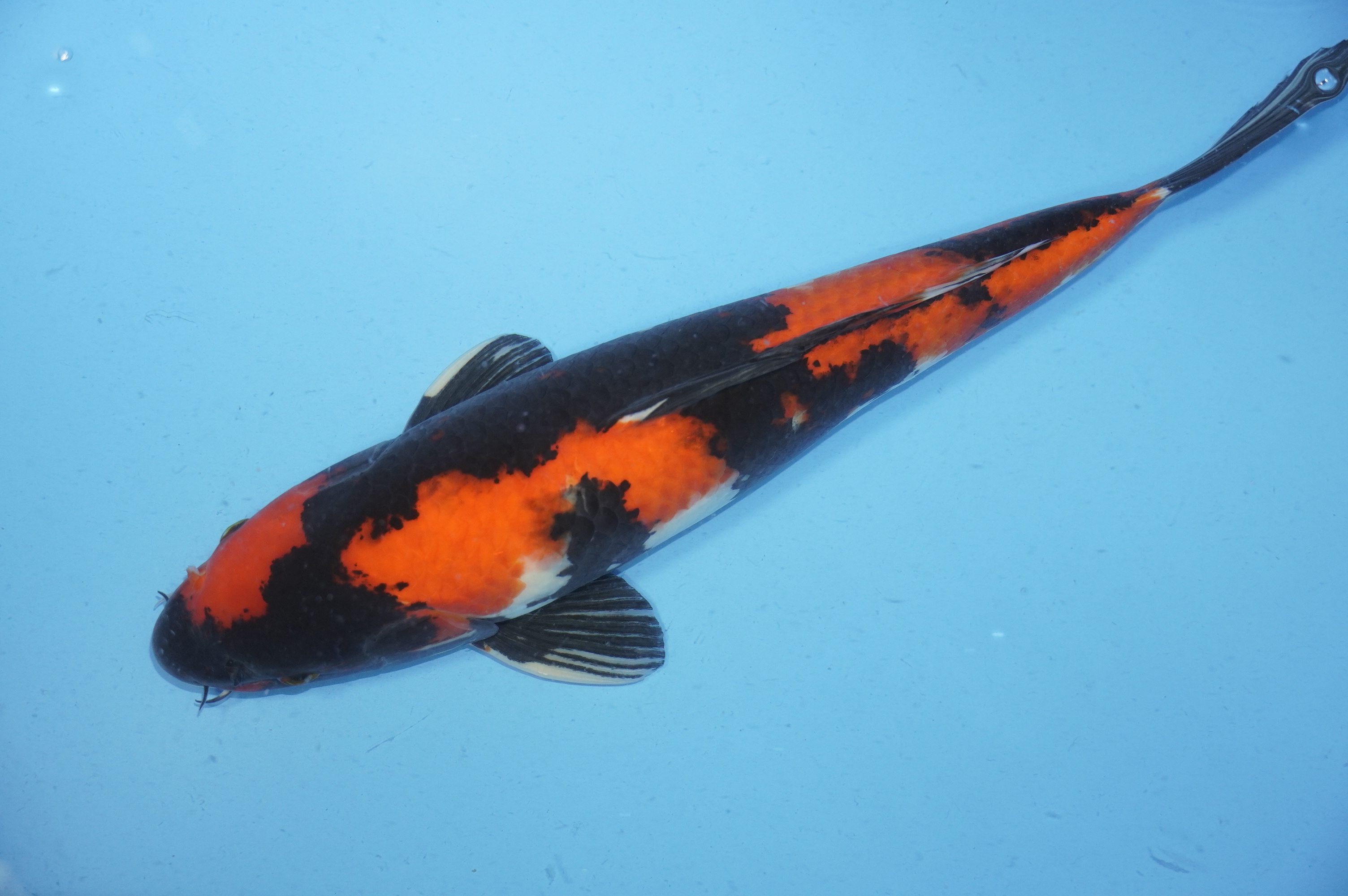 Hi Showa (41cm) von der Marusei Koi Farm (Hirasawa) (Japan) IdentNr.: 9763