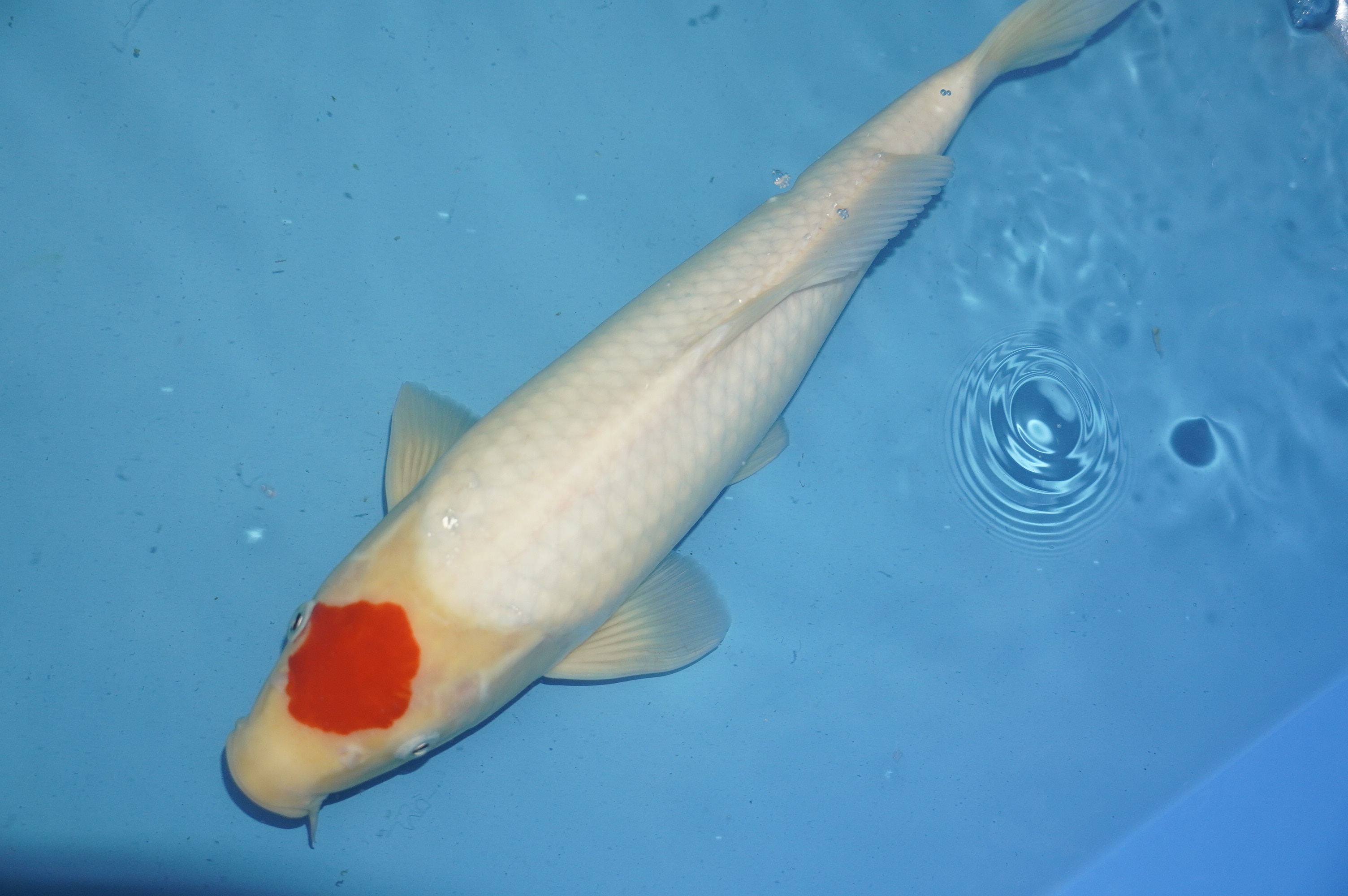 Tancho (37cm) von der Mano Koi Farm (Japan) IdentNr.: 10163