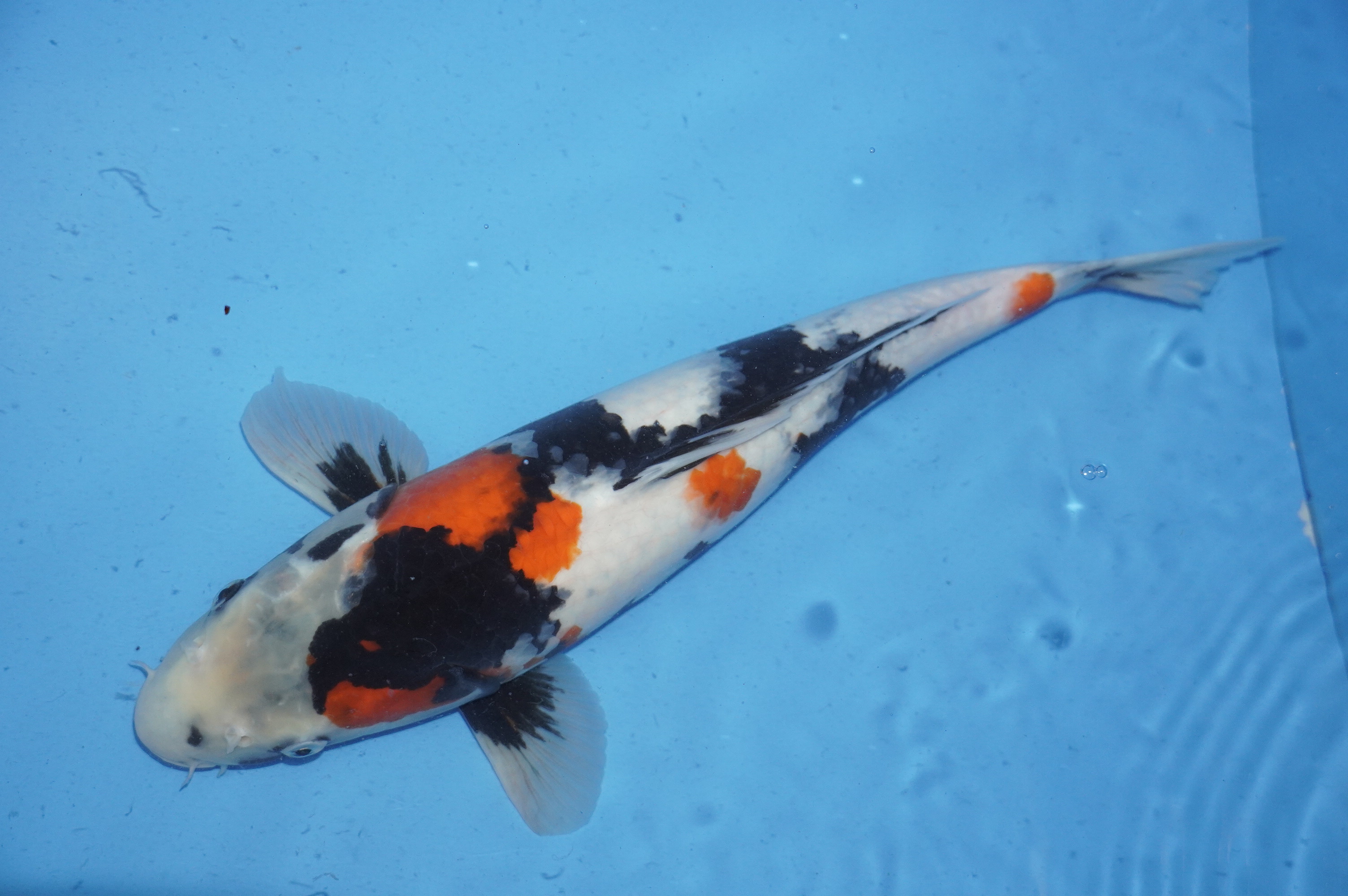 Kage Showa (46cm) von der Miyako Koifarm (Japan) IdentNr.: 9896