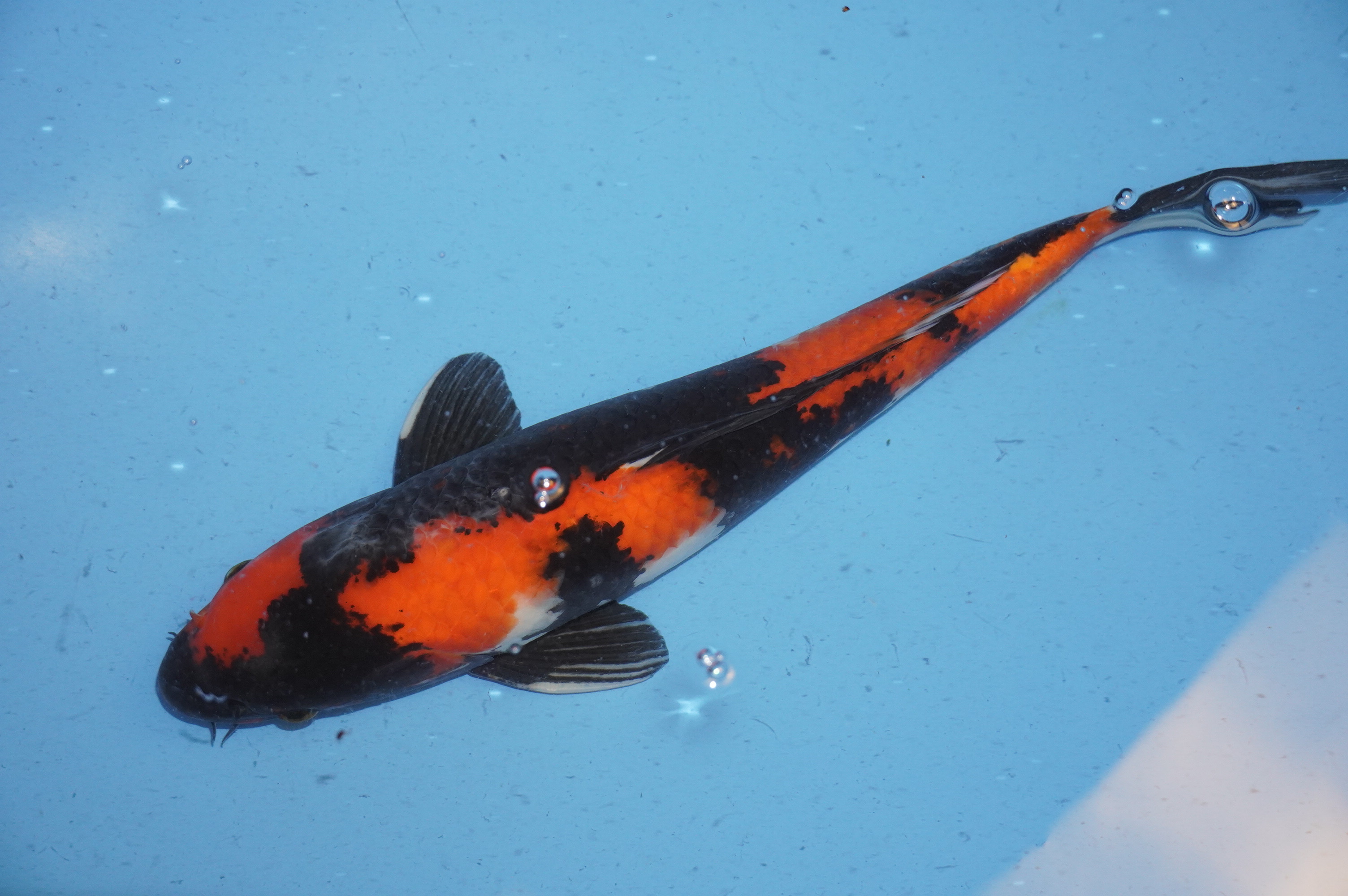 Hi Showa (41cm) von der Marusei Koi Farm (Hirasawa) (Japan) IdentNr.: 9763